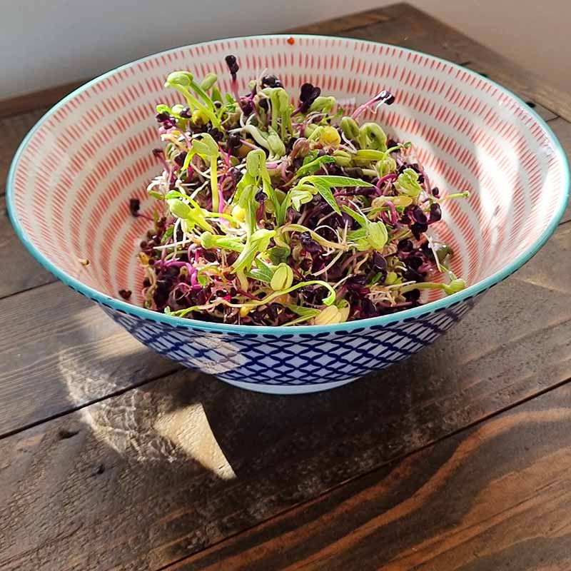 Goodlife - Spicy Mix Sprouting Seeds - The Flower Crate