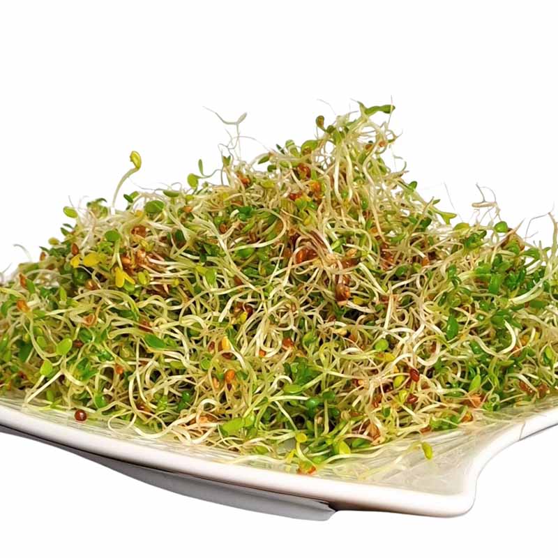 Goodlife - Zen Mix Sprouting Seeds - The Flower Crate