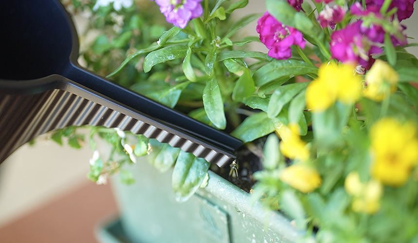 Hachiman - Beetle Watering Can, 5L - The Flower Crate