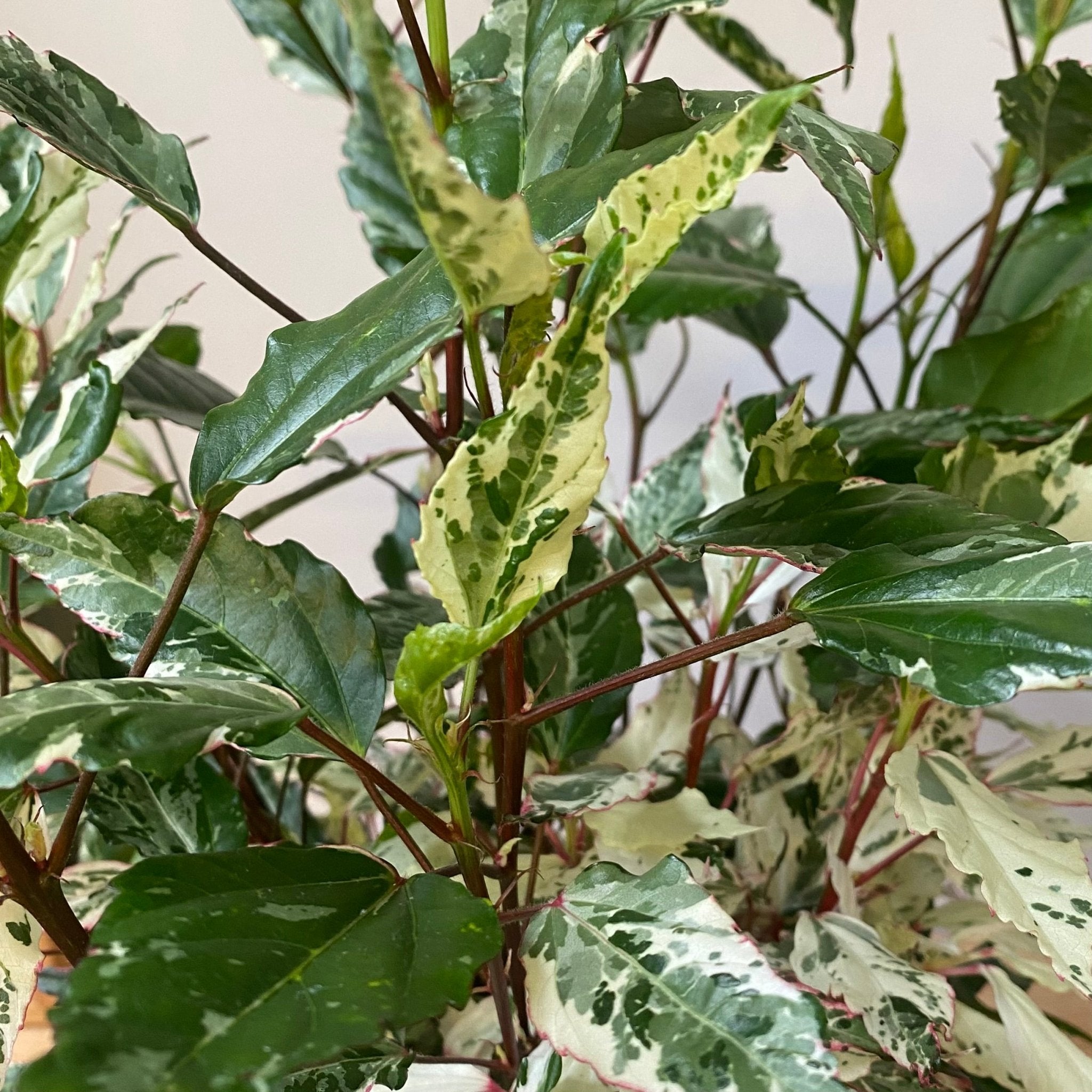 Hibiscus Variegated - The Flower Crate