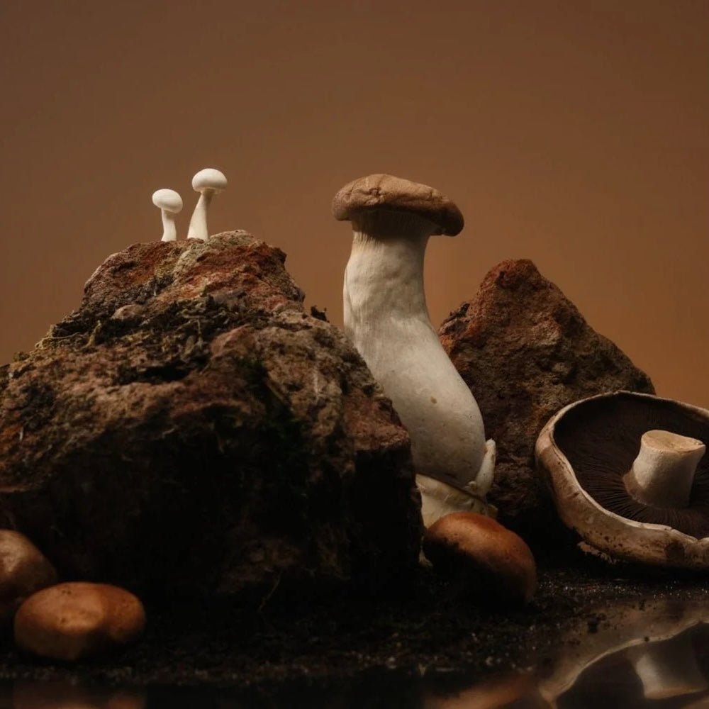 Hunter Candles - No.3 Shiitake - The Flower Crate