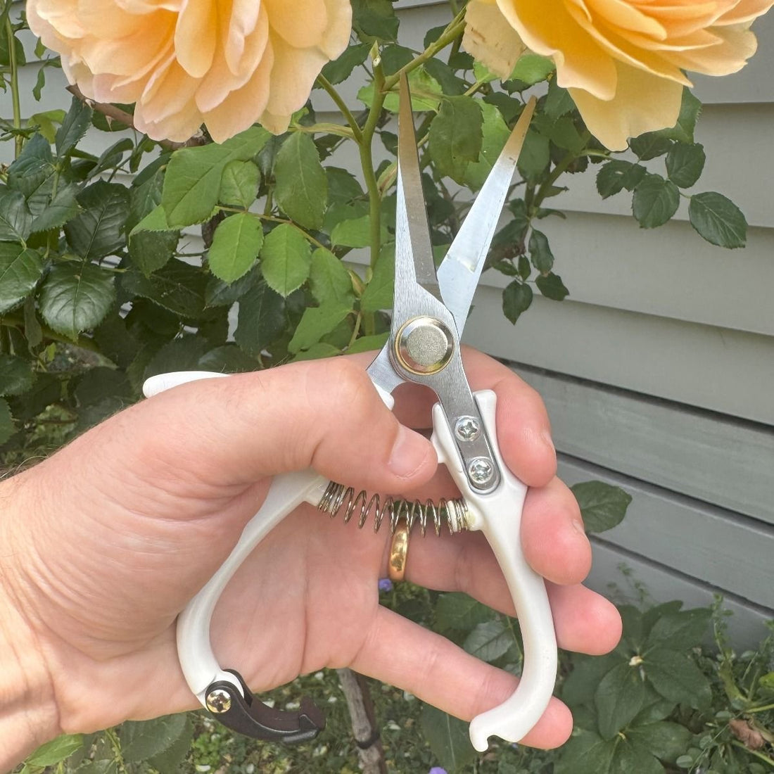 Indoor Plant Snips, White - The Flower Crate