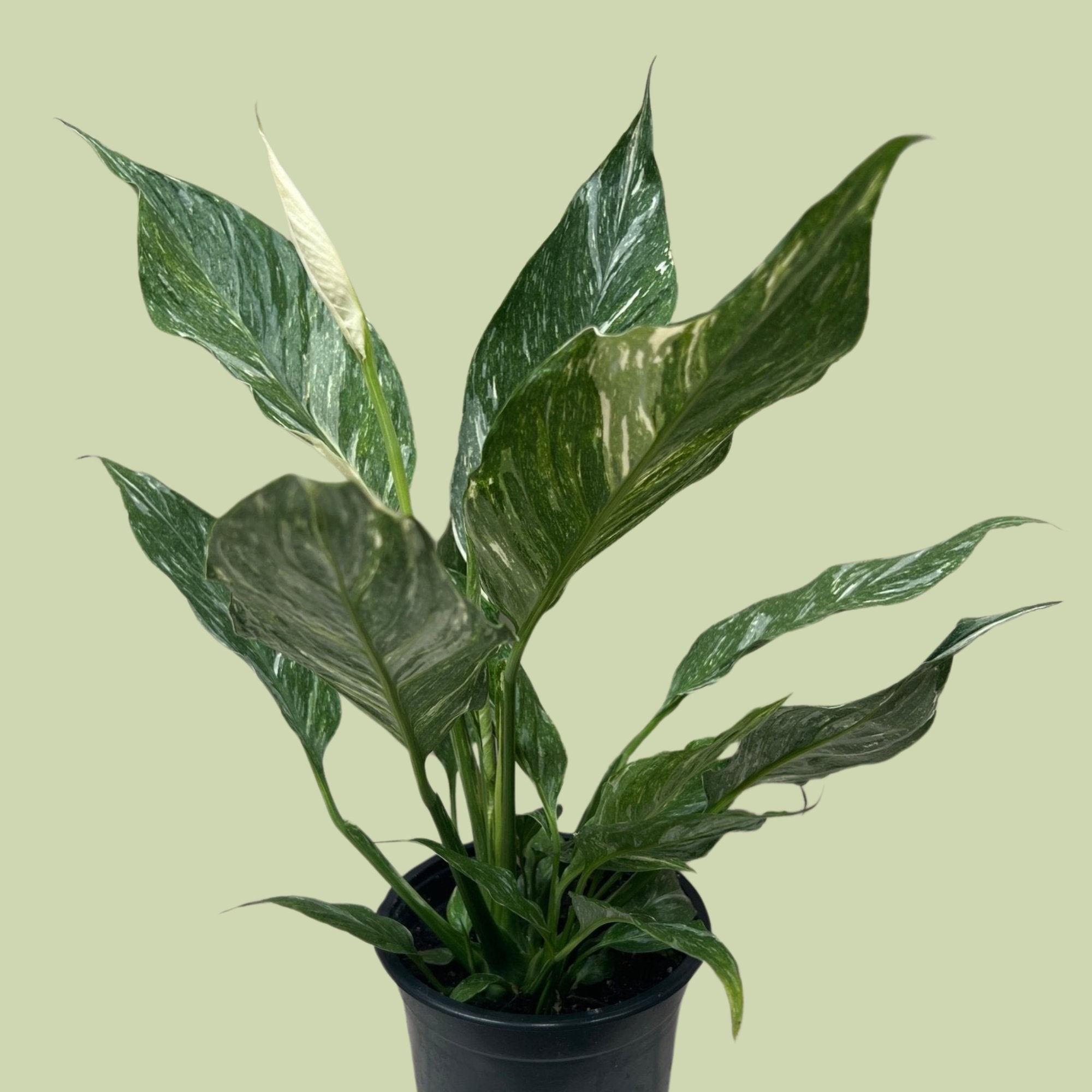variegated peace lily nz Jet Variegated Spathyphyllum (Peace Lily)
