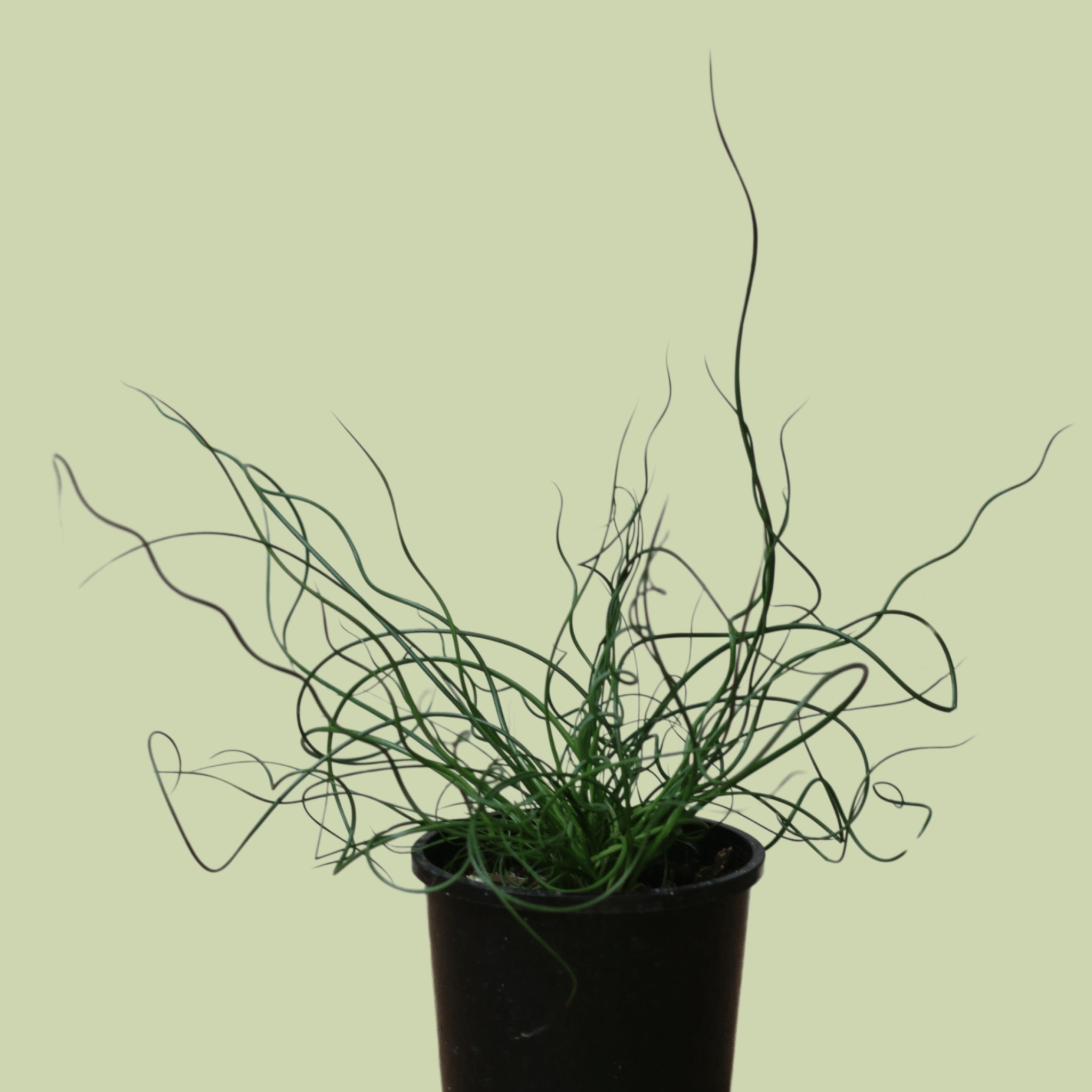 Juncus - Corkscrew Rush - The Flower Crate