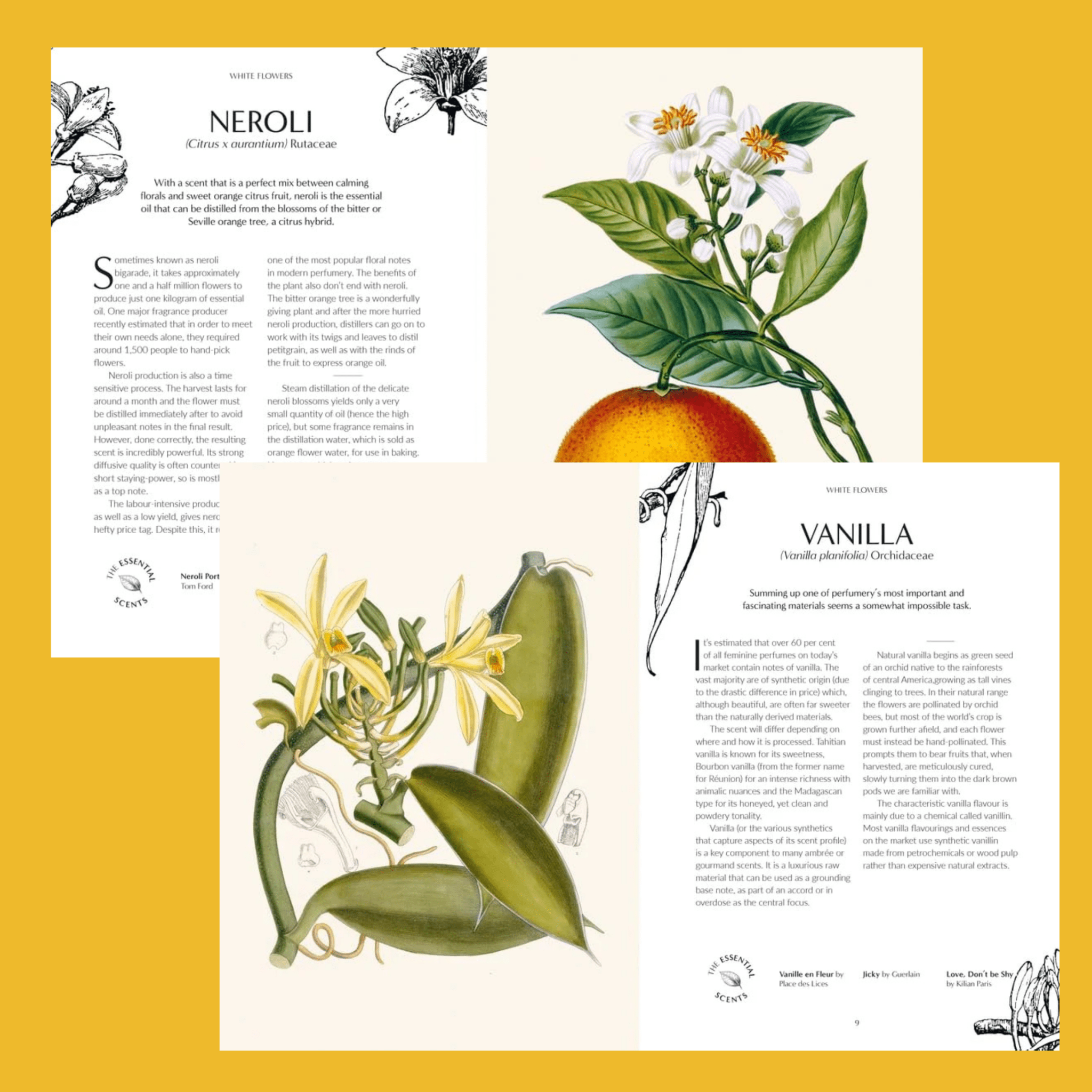 Kew - Fragrance - The Flower Crate