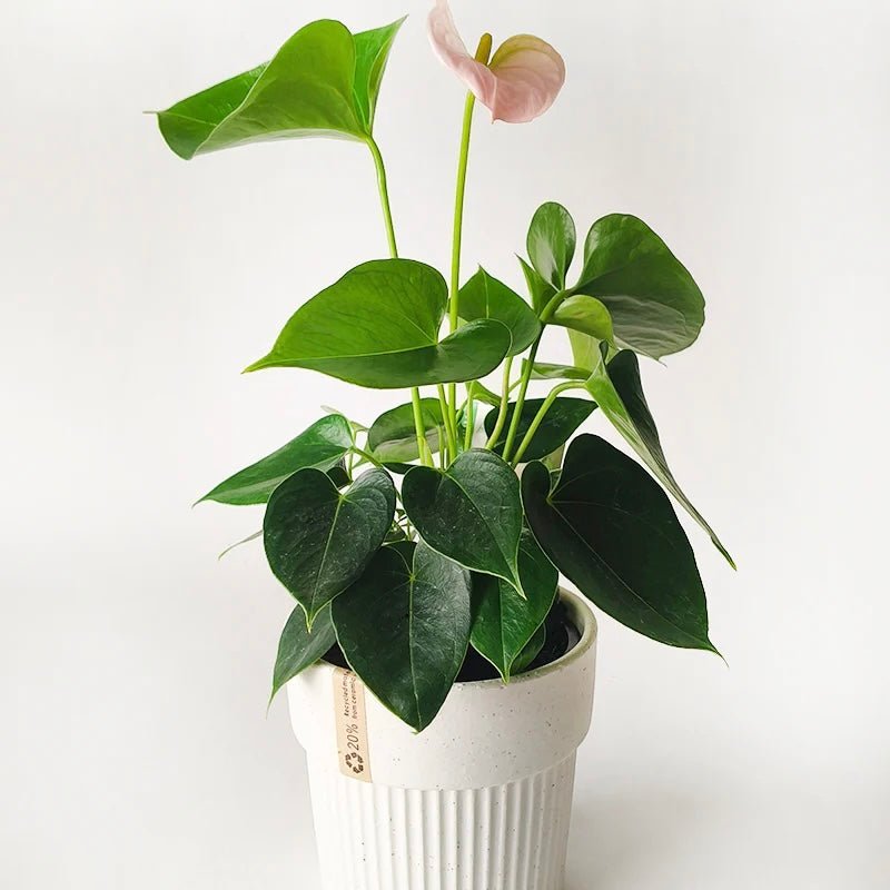Lavinia Planter - The Flower Crate