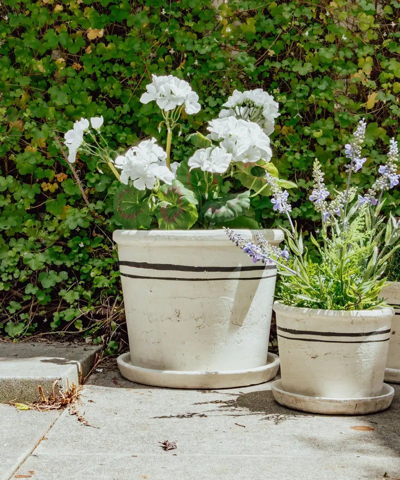 Lisbon Herb Pot - The Flower Crate