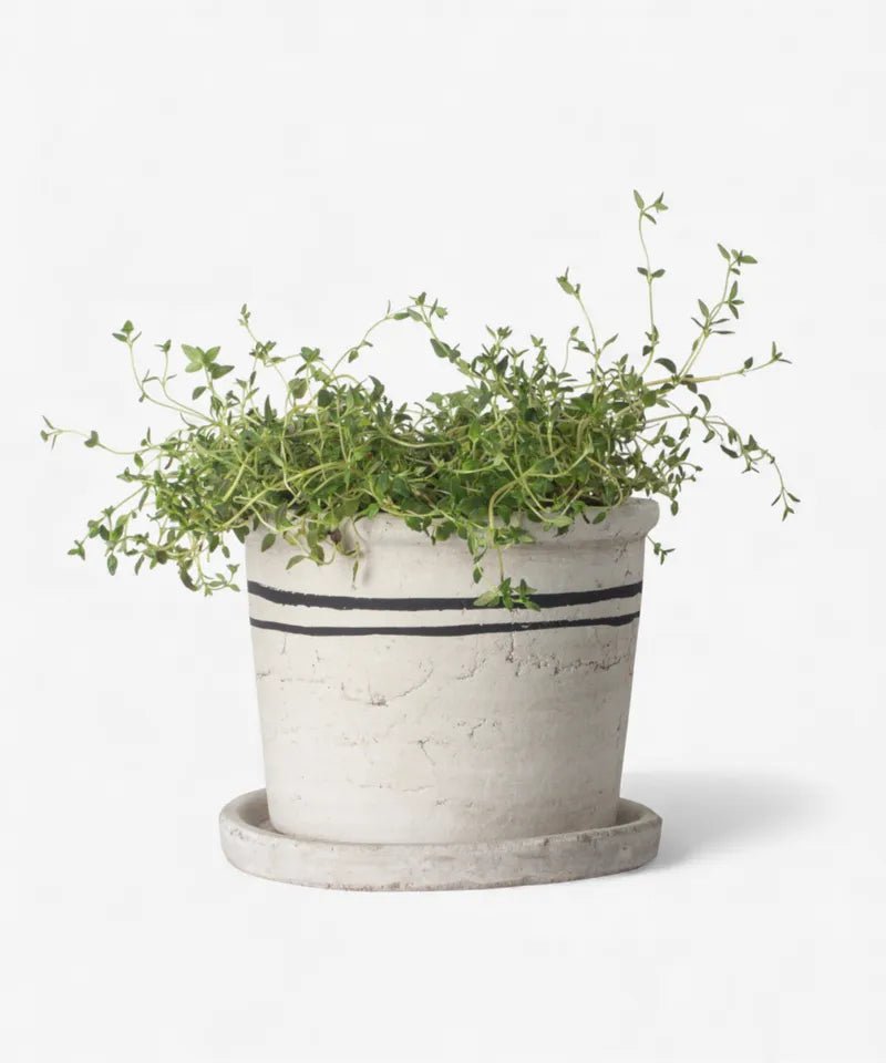 Lisbon Herb Pot - The Flower Crate
