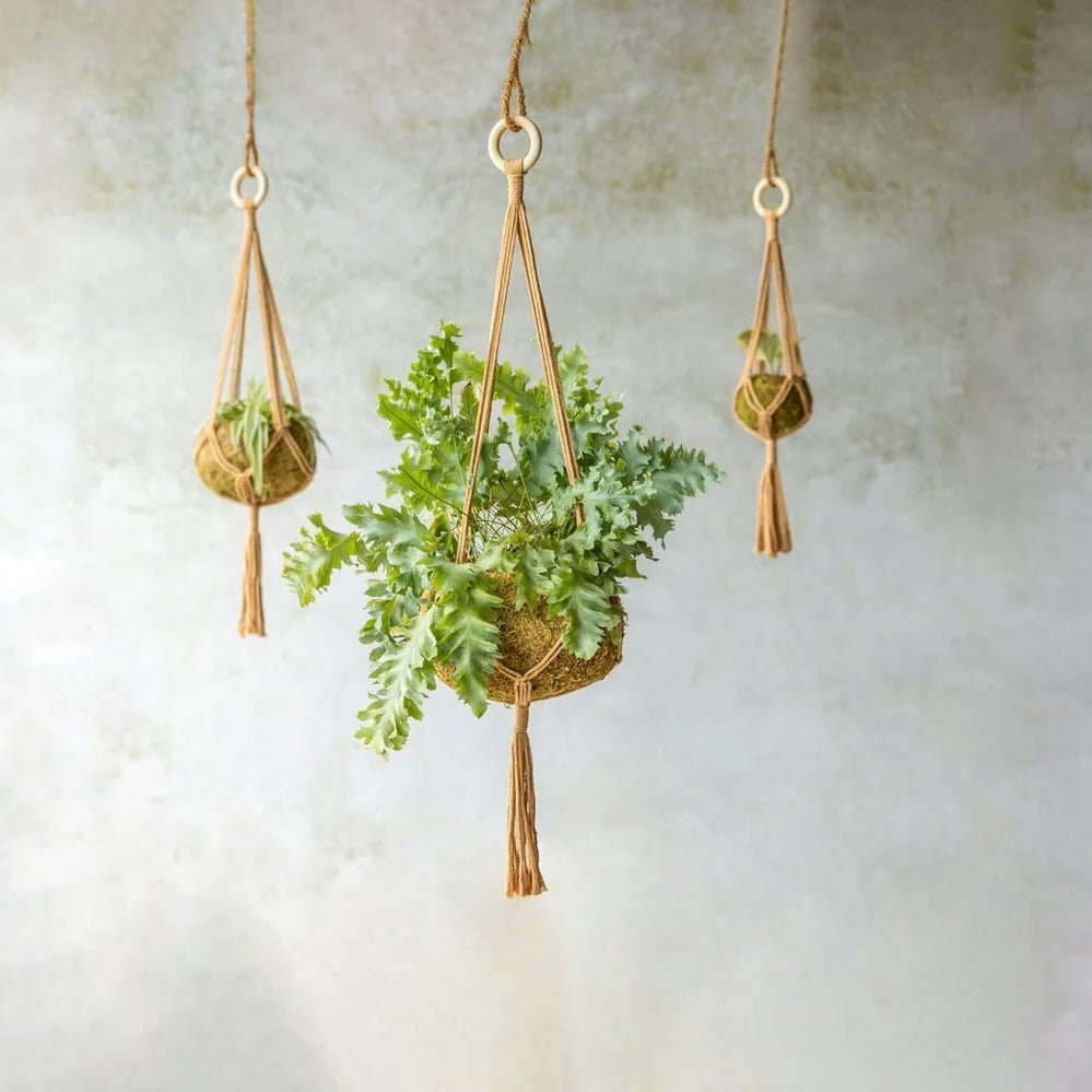 Macramé Plant Hanger - The Flower Crate