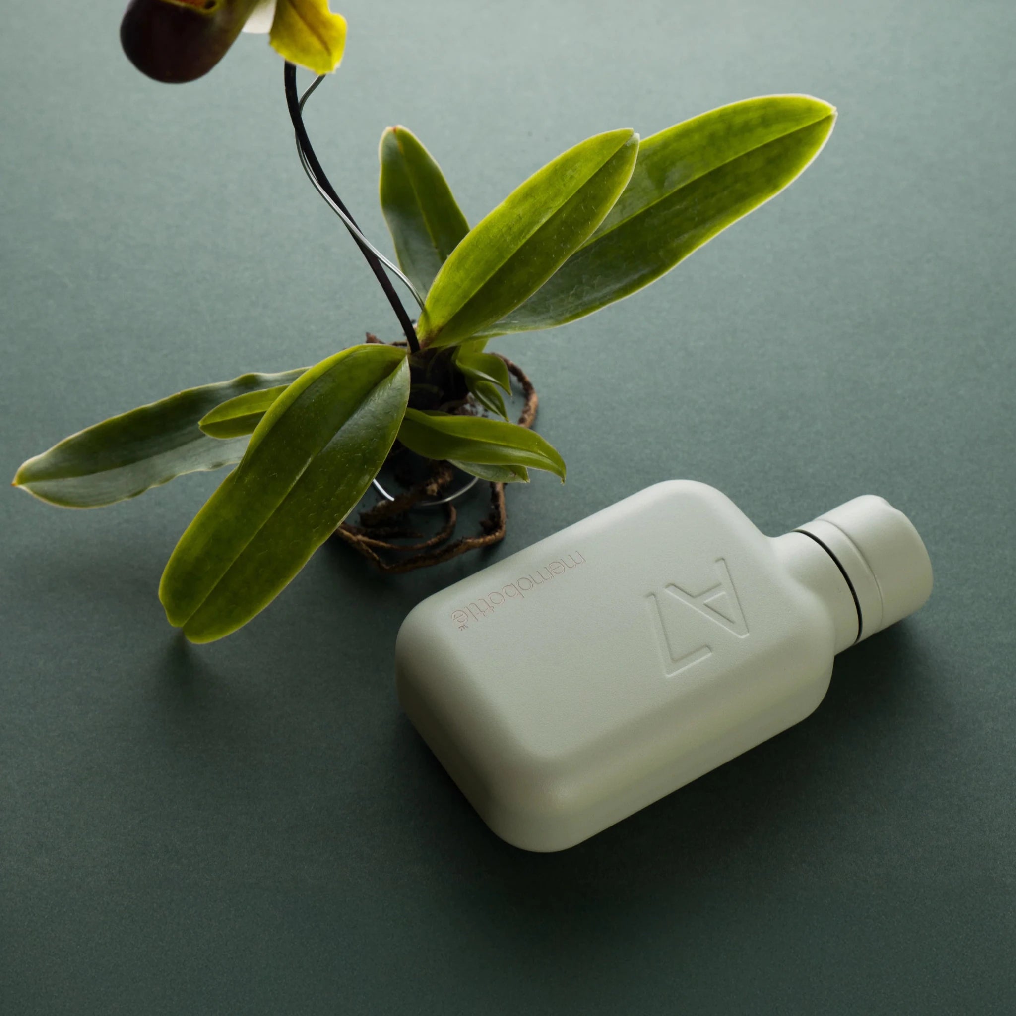 Memobottle - A7 Stainless Steel, Pistachio - The Flower Crate
