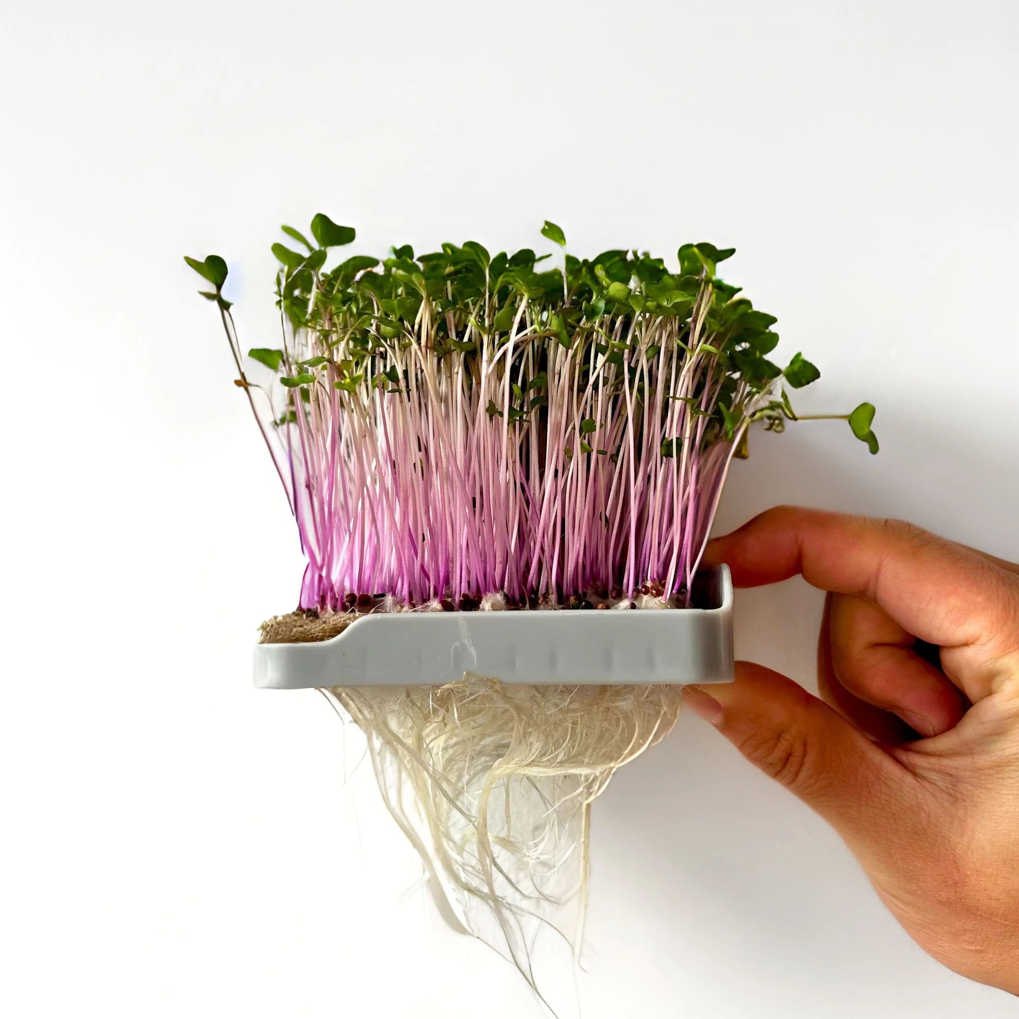 Micropod - Replacement Growmat - The Flower Crate