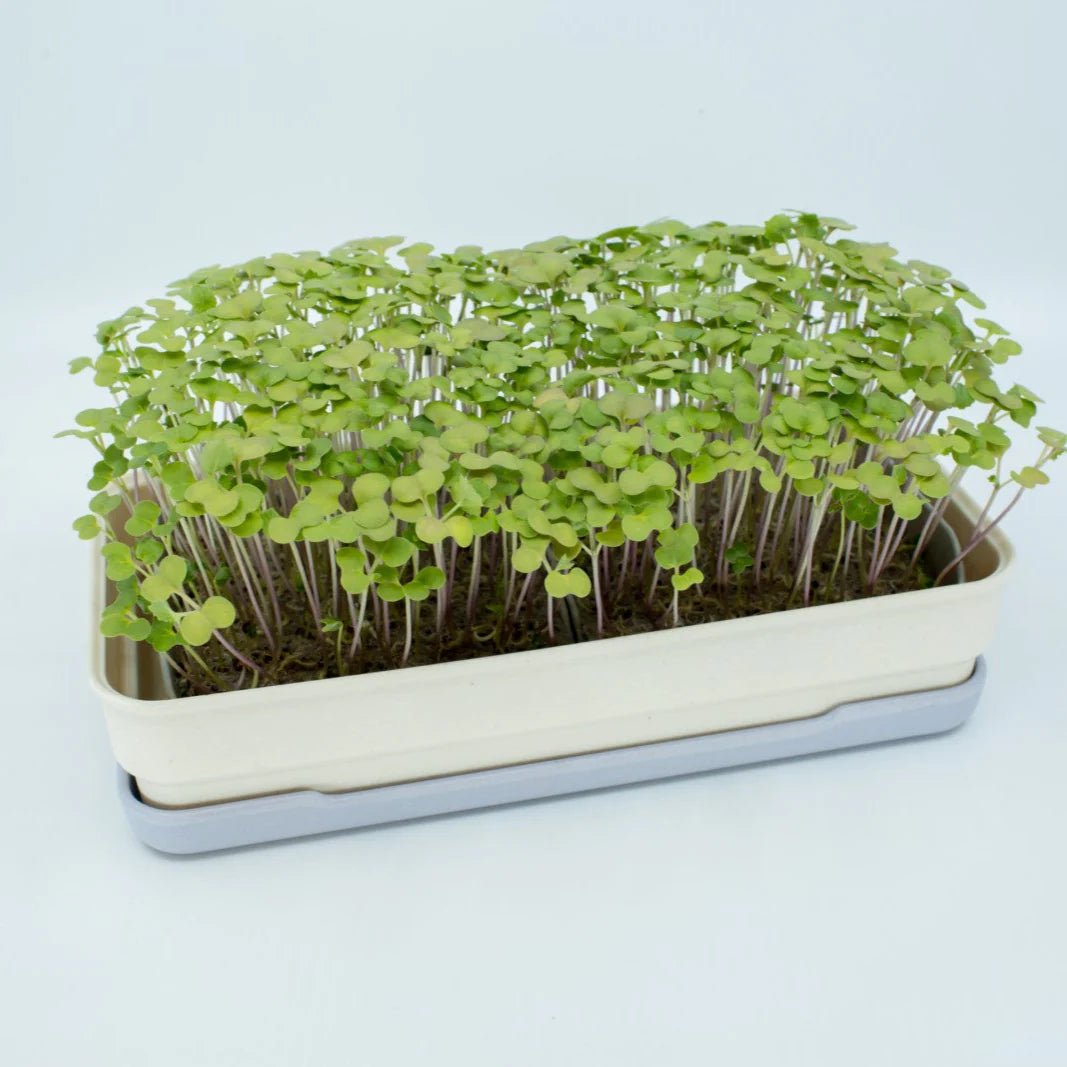 Micropod - Seedtube, Broccoli - The Flower Crate