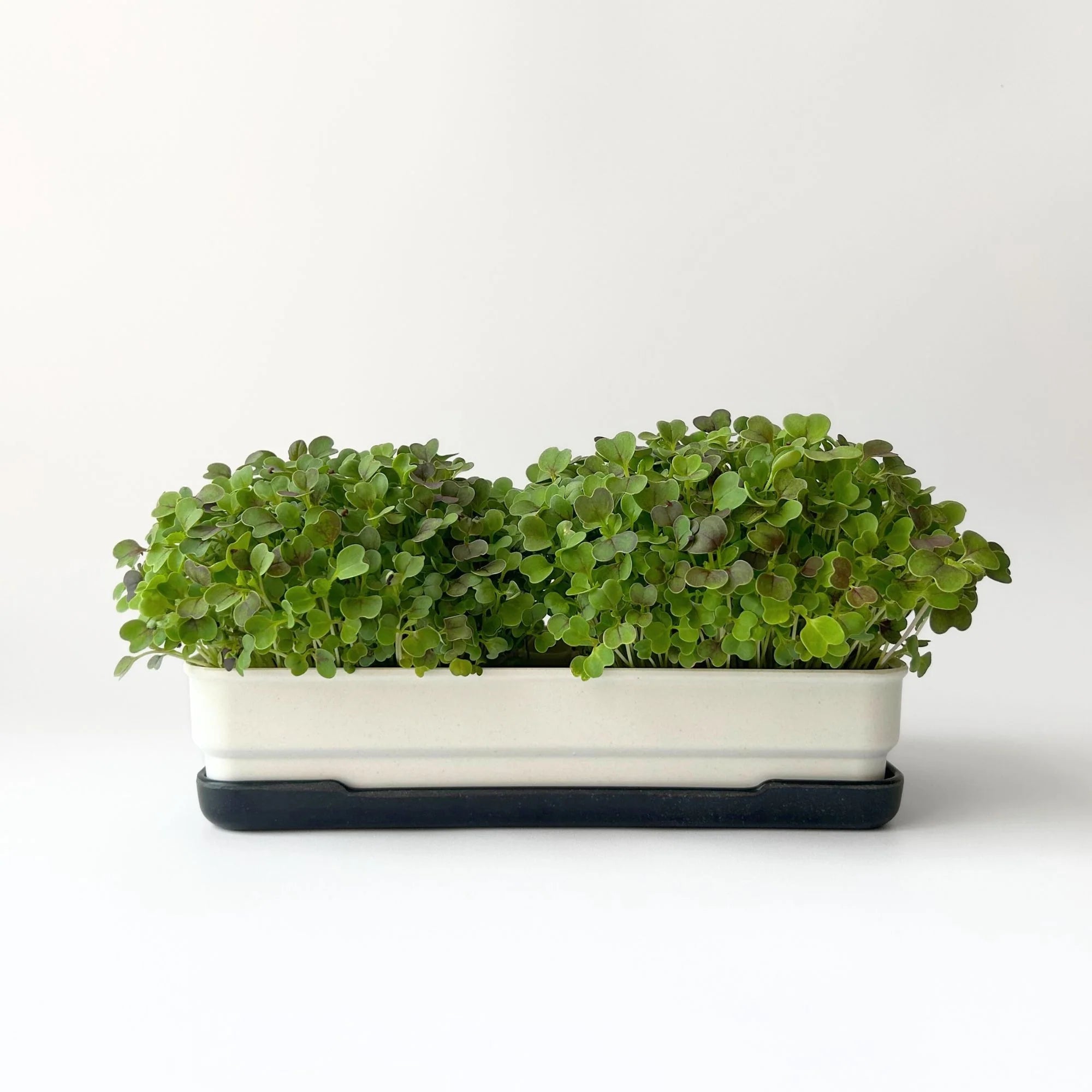Micropod - Seedtube, Komatsuna - The Flower Crate