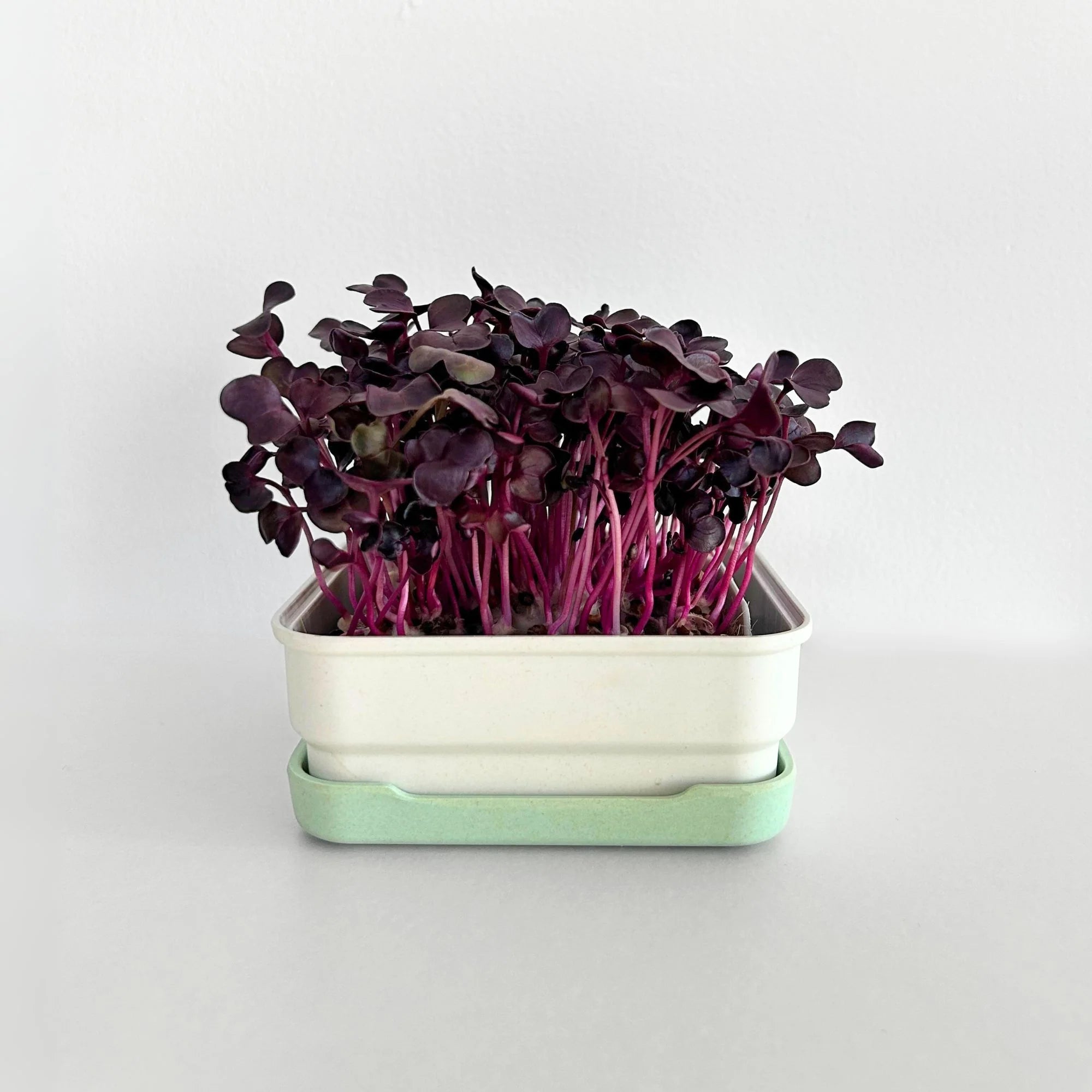 Micropod - Seedtube, Purple Radish - The Flower Crate