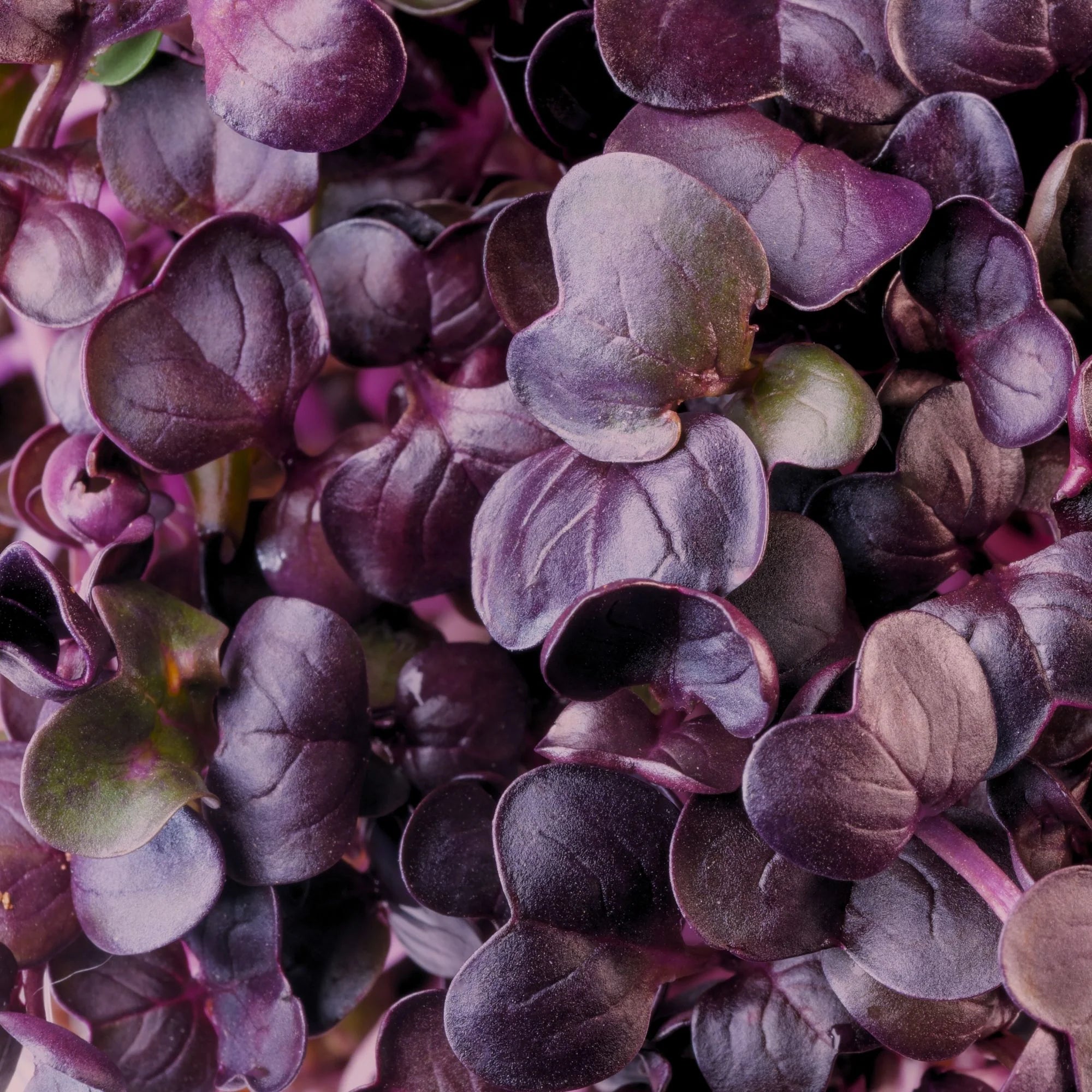 Micropod - Seedtube, Purple Radish - The Flower Crate