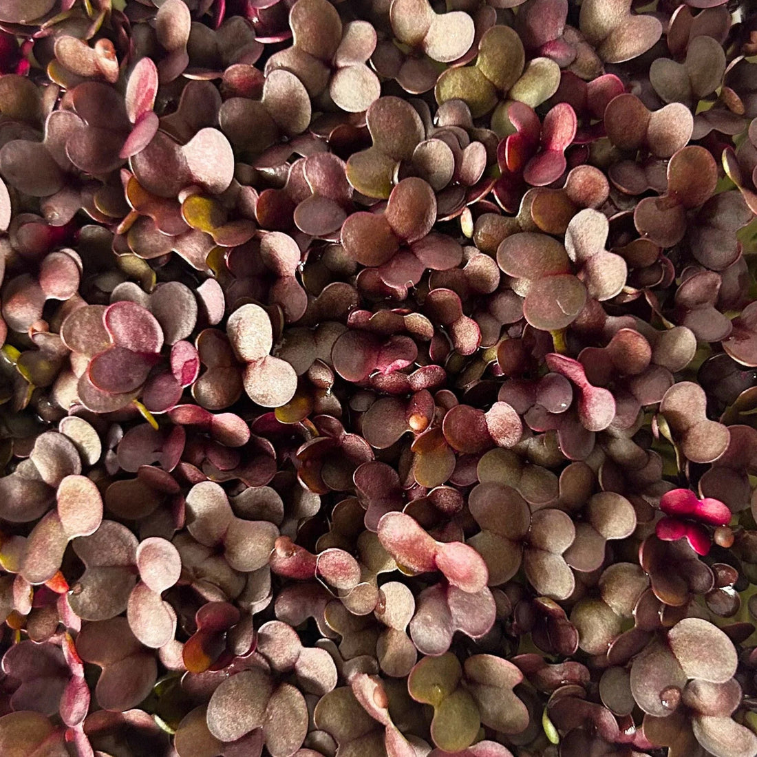 Micropod - Seedtube, Red Kale - The Flower Crate