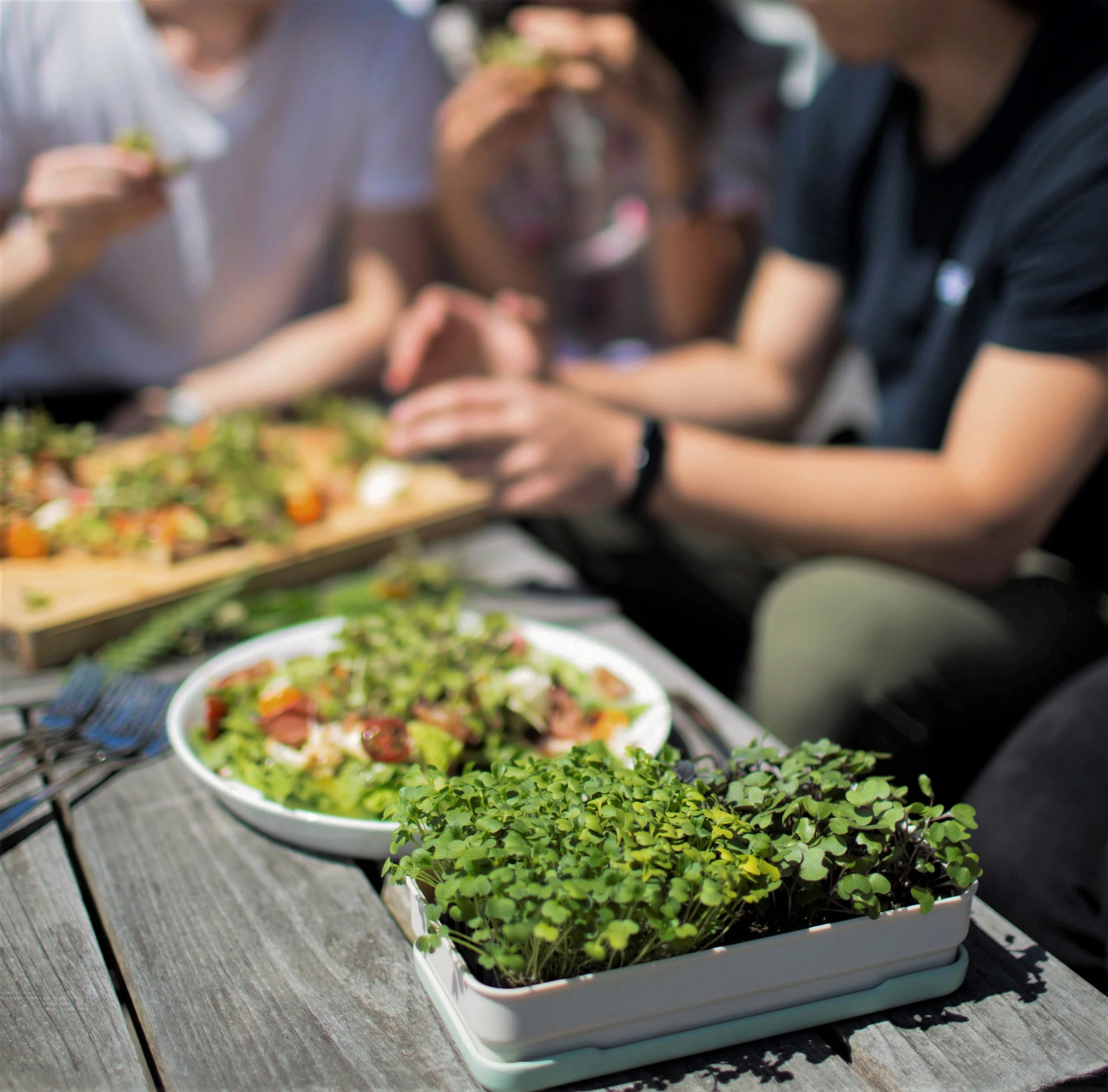 Micropod - Starter Kit, New & Improved! - The Flower Crate