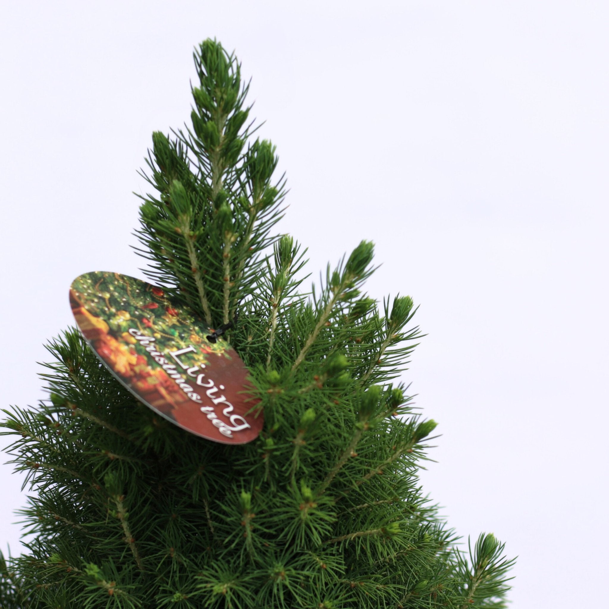 Mini Living Christmas Tree - The Flower Crate