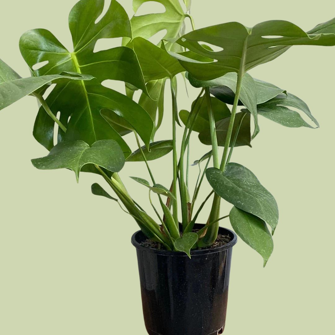 buy monstera deliciosa nz Monstera deliciosa