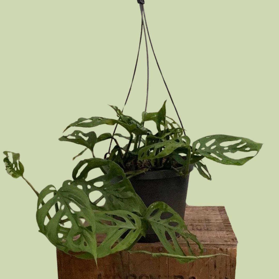 monstera adansonii nz Monstera - Swiss Cheese