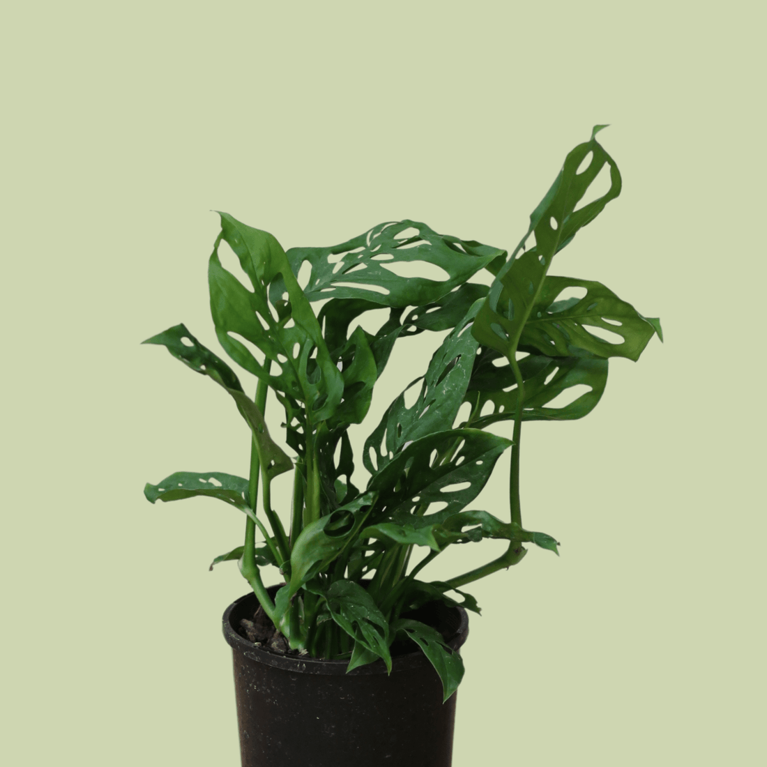 Monstera - Swiss Cheese - The Flower Crate