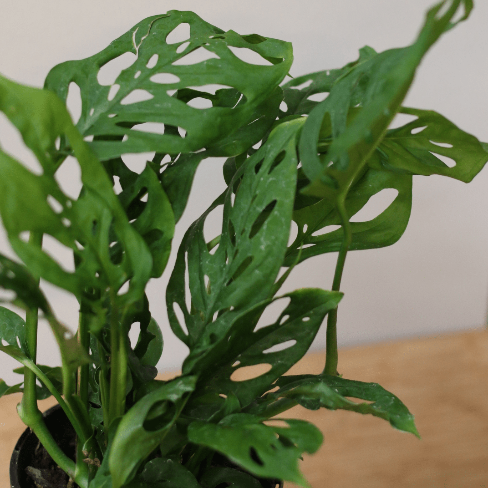 Monstera - Swiss Cheese - The Flower Crate