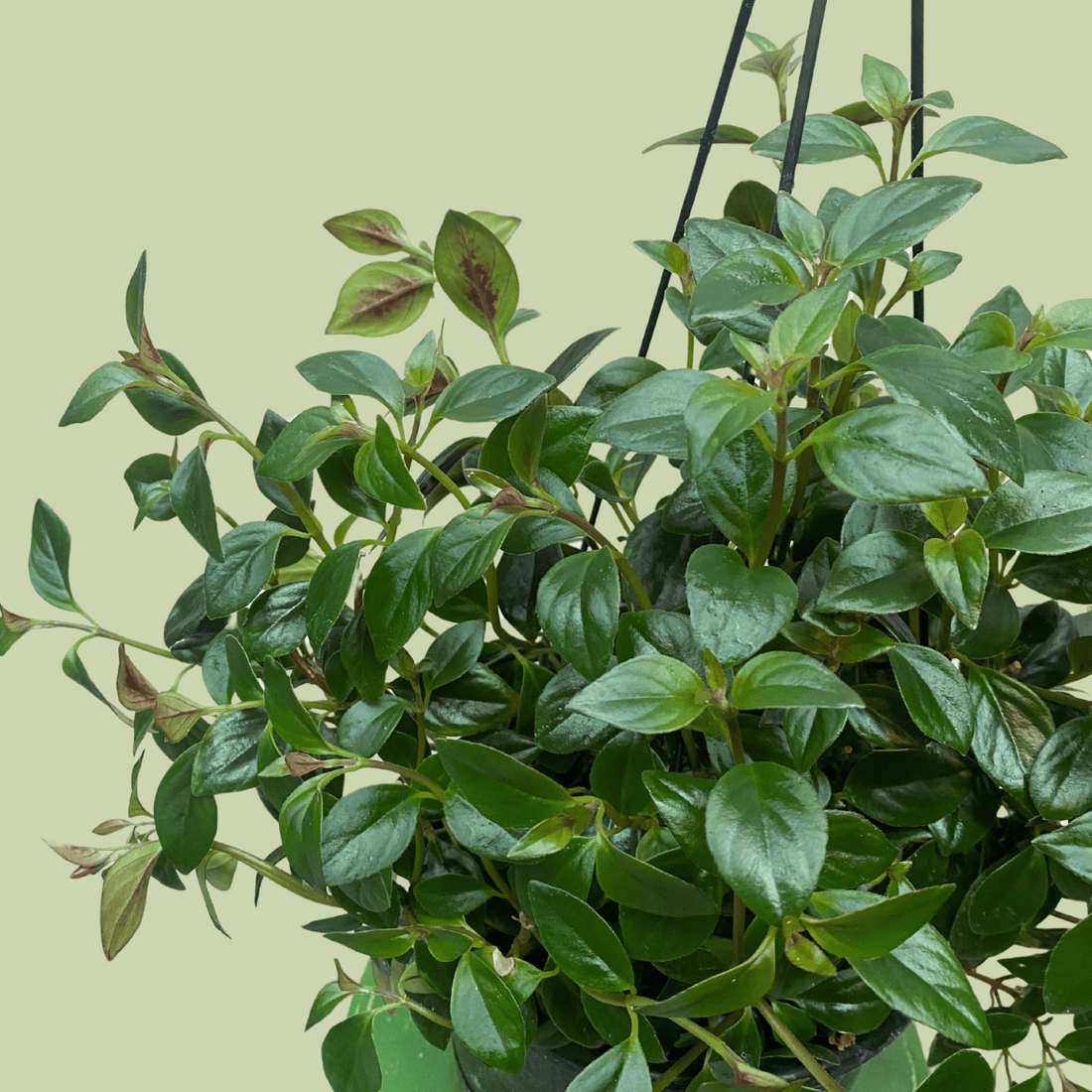 Nematanthus Radicans - The Flower Crate