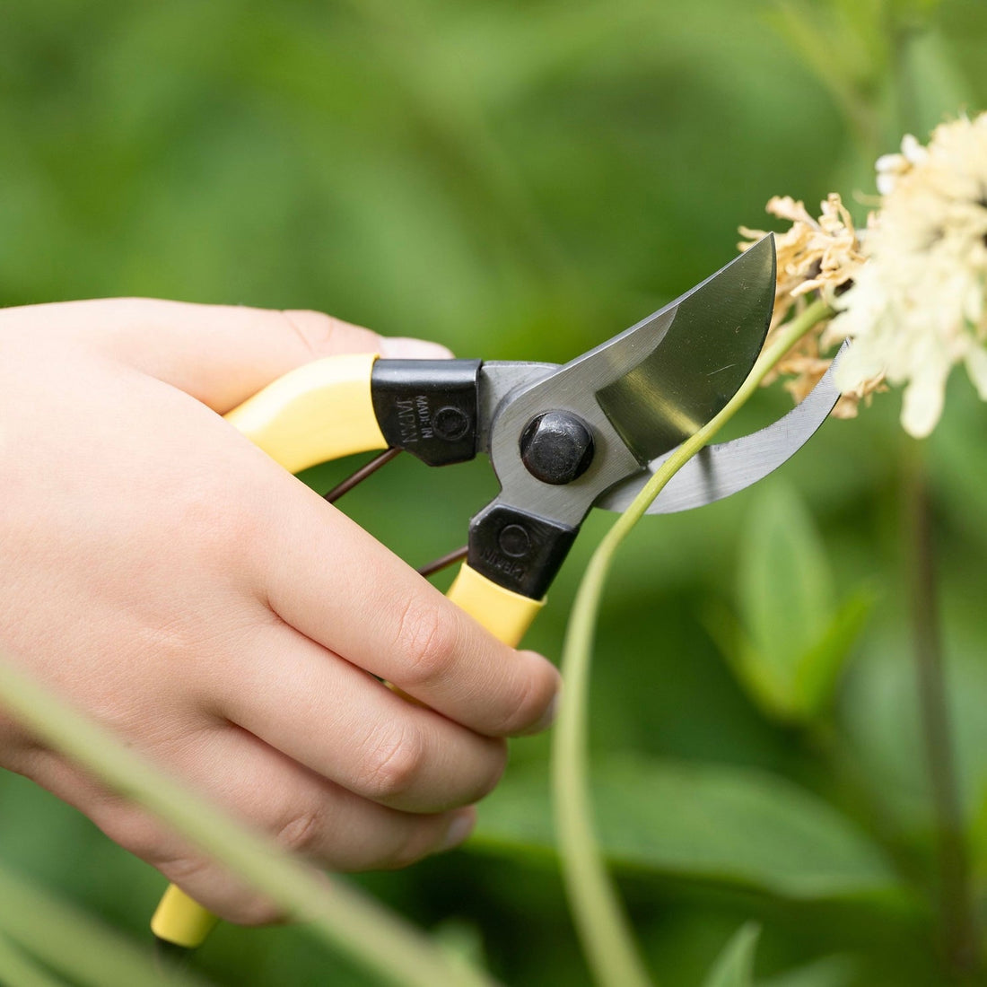 Niwaki - Mainichi Secateurs - The Flower Crate