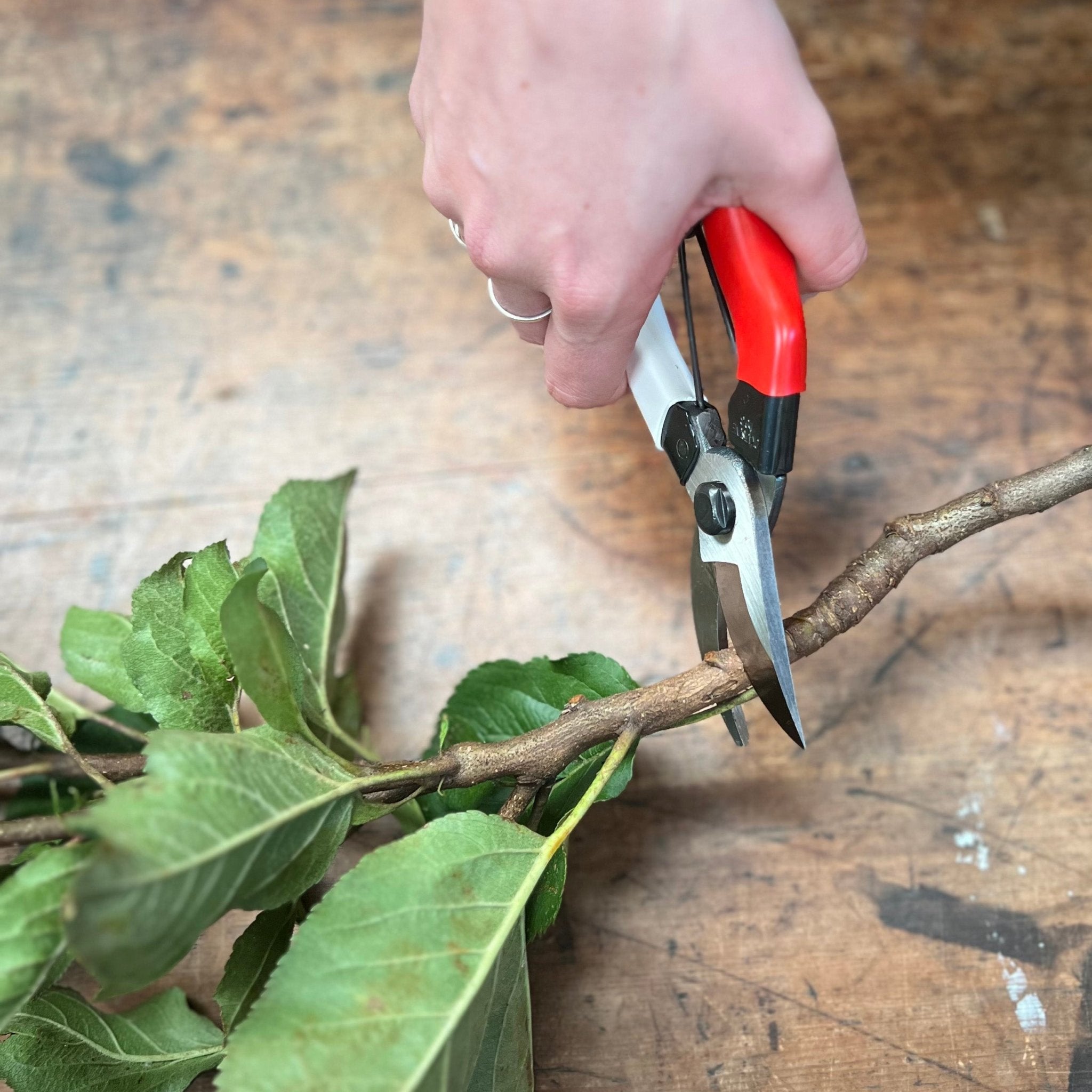 okatsune garden scissors Okatsune Pruning Shears - #101