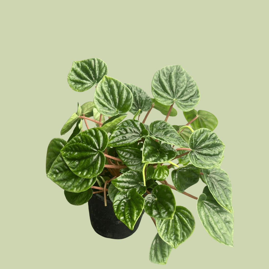 Peperomia Green Ripple - The Flower Crate