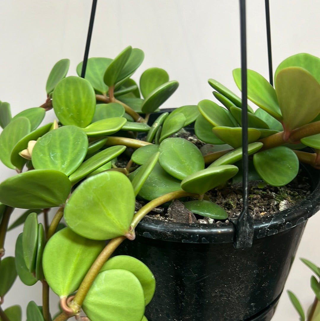 Peperomia Hope - The Flower Crate