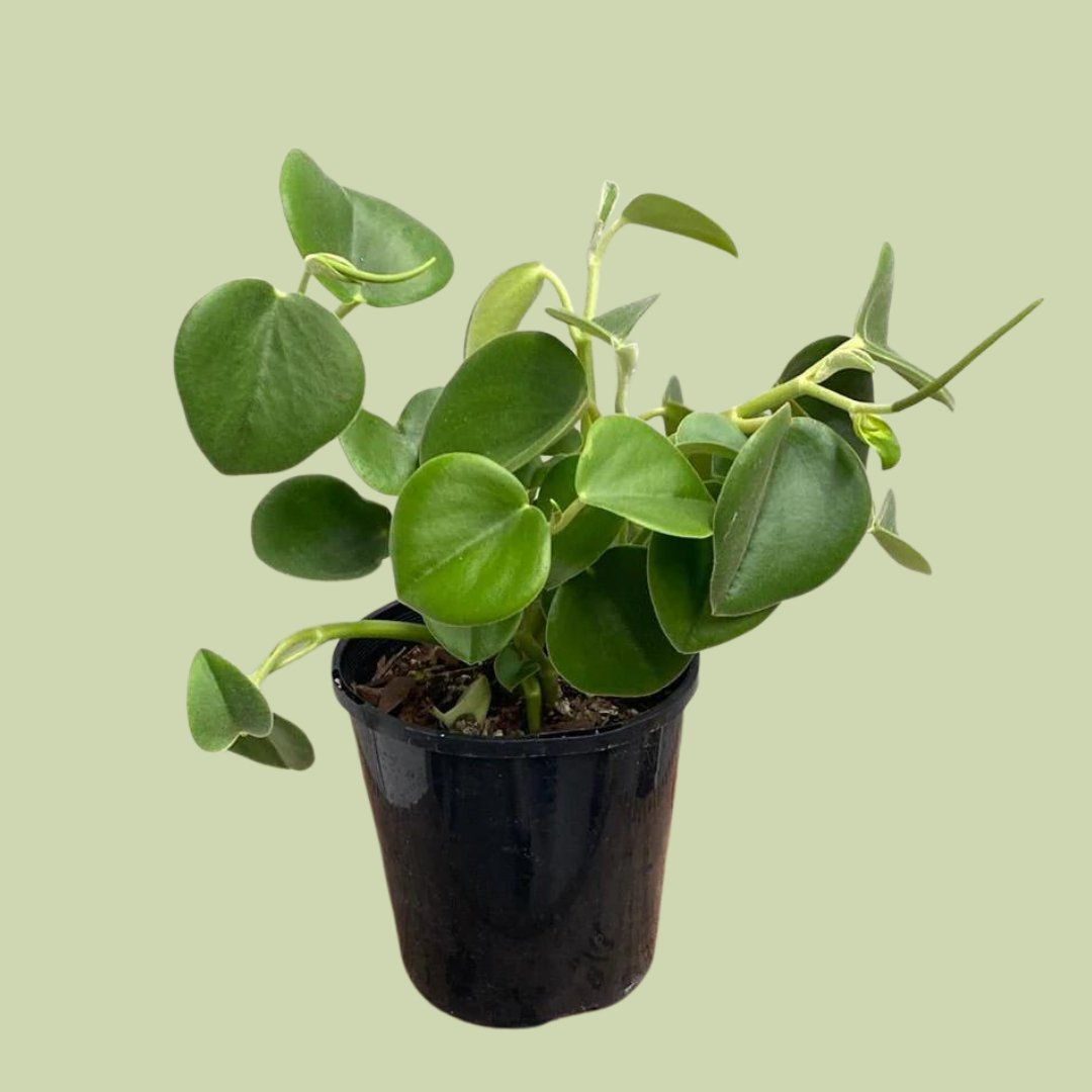 Peperomia incana - The Flower Crate