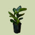 Peperomia Obtusifolia - The Flower Crate
