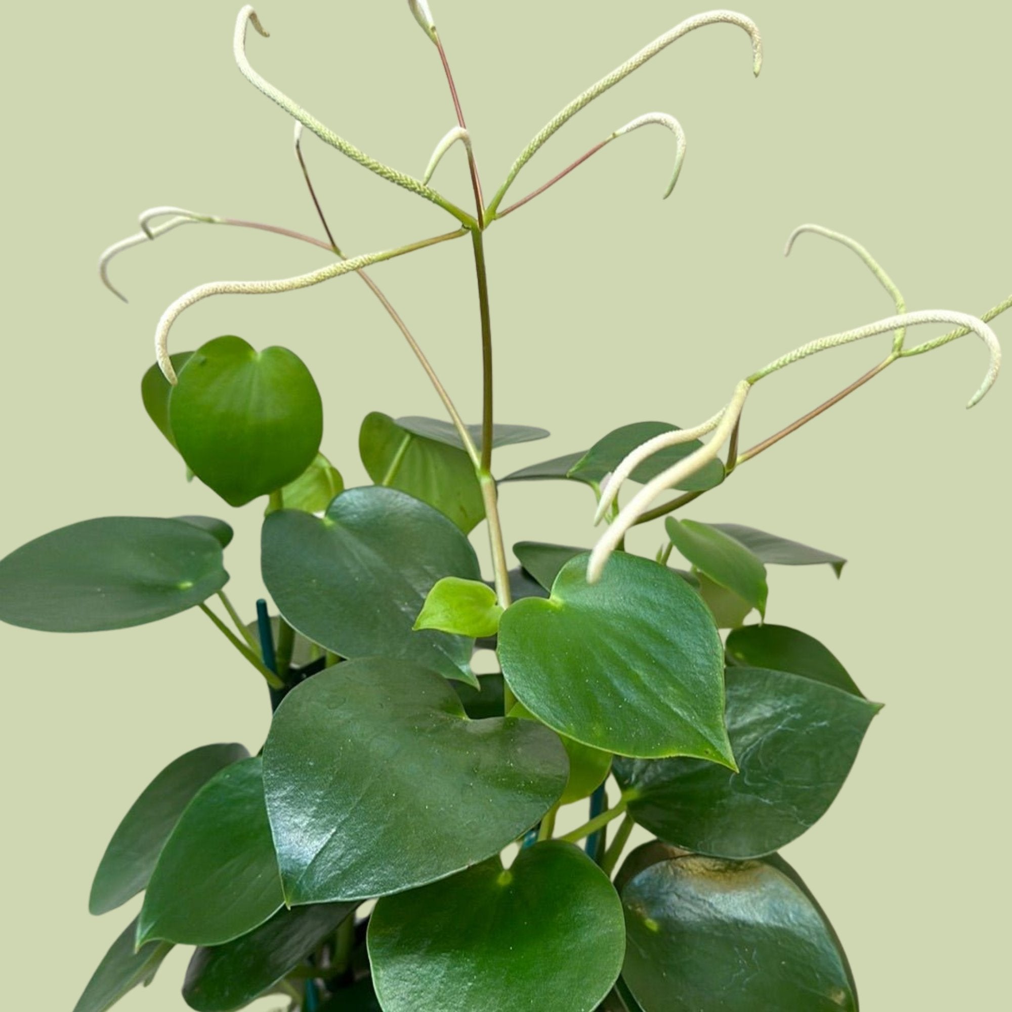 Peperomia Polybotrya - The Flower Crate