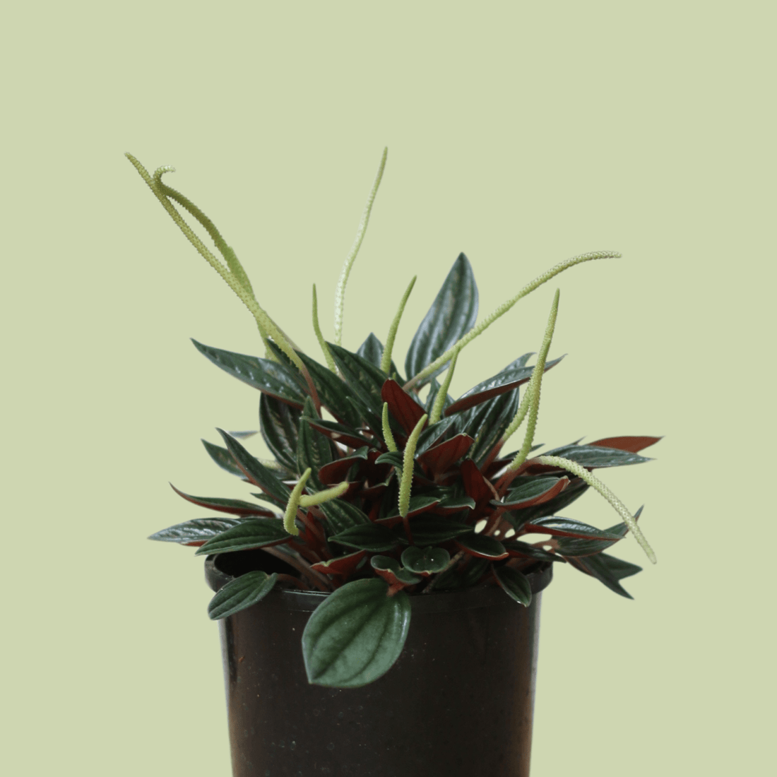 Peperomia Rosso - The Flower Crate