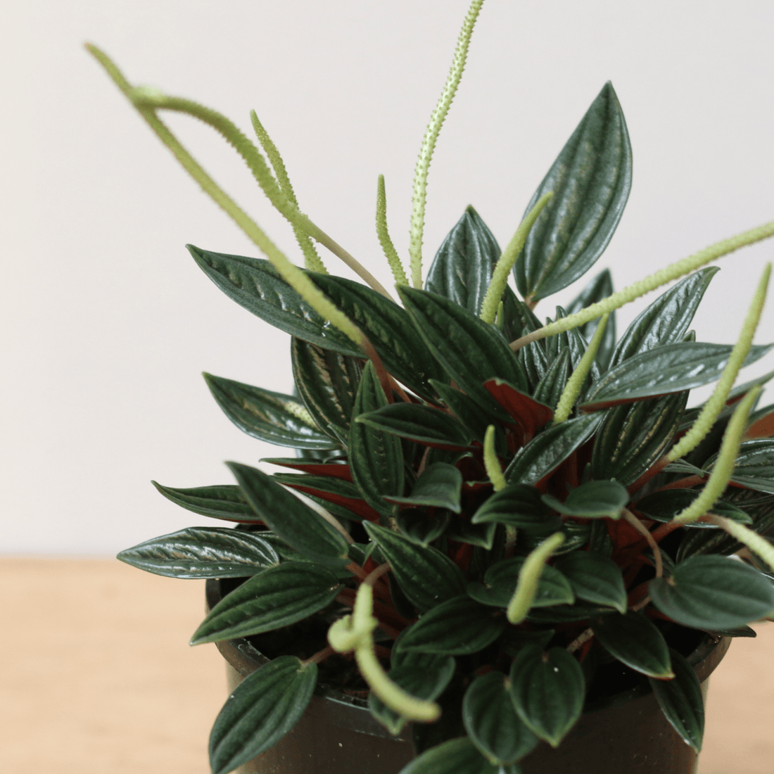 Peperomia Rosso - The Flower Crate