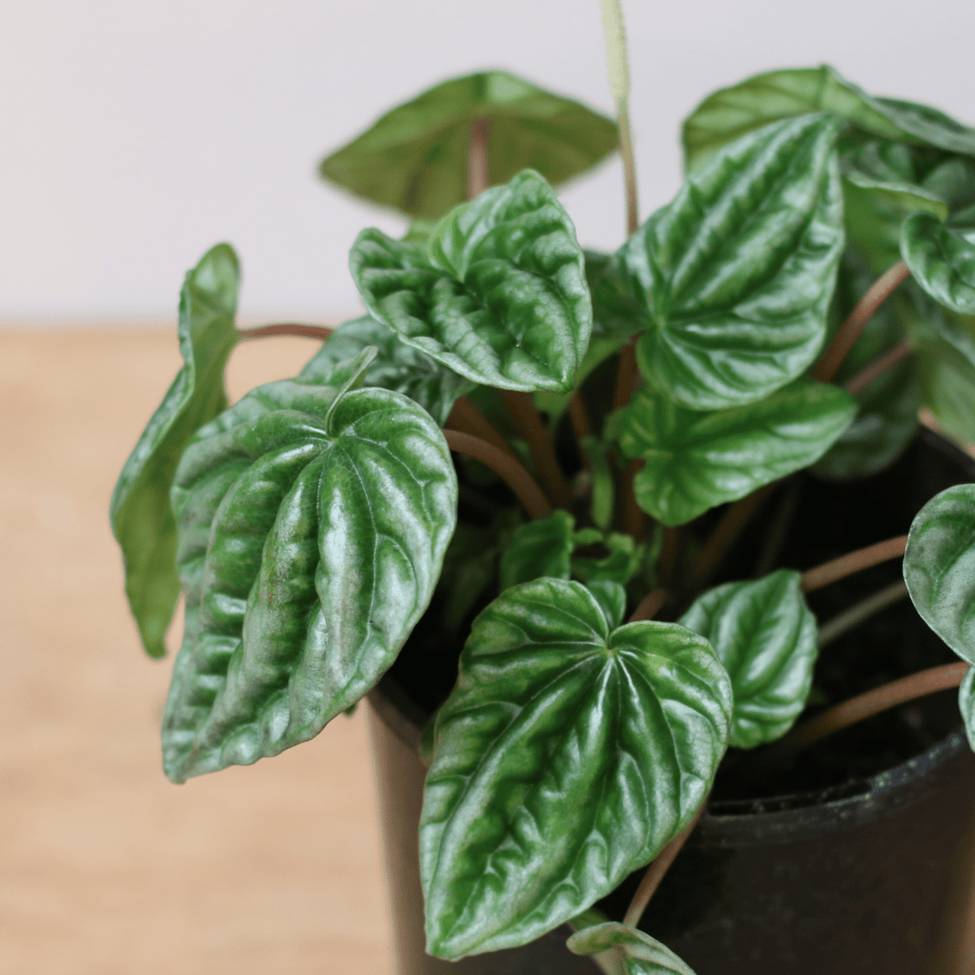 Peperomia Silver Ripple - The Flower Crate