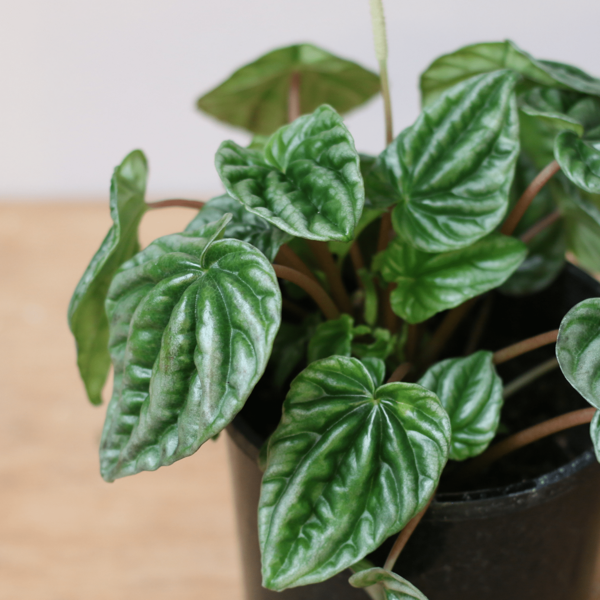 Peperomia Silver Ripple - The Flower Crate