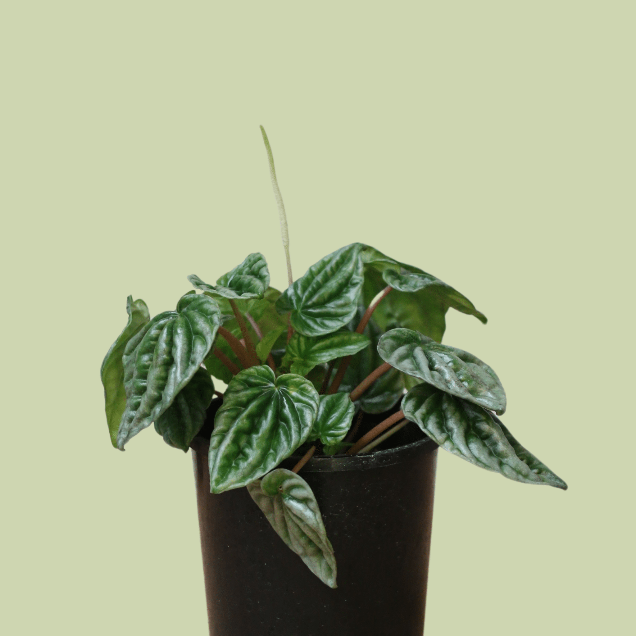 Peperomia Silver Ripple - The Flower Crate