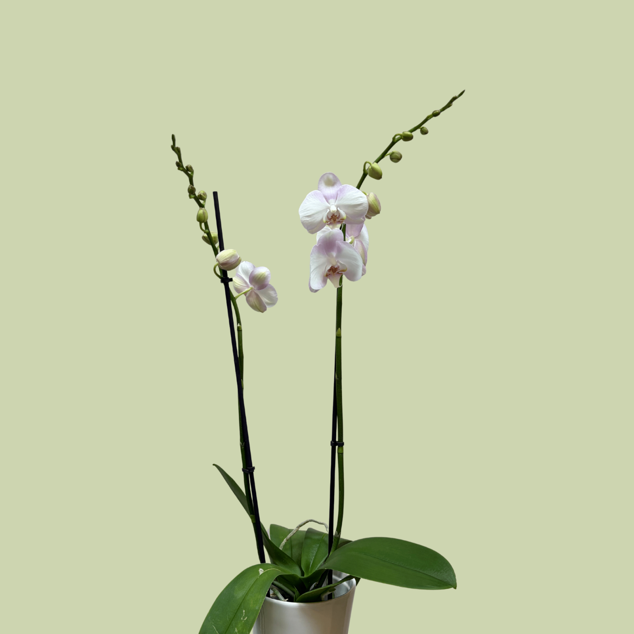 Phalaenopsis Orchid double Colour - The Flower Crate
