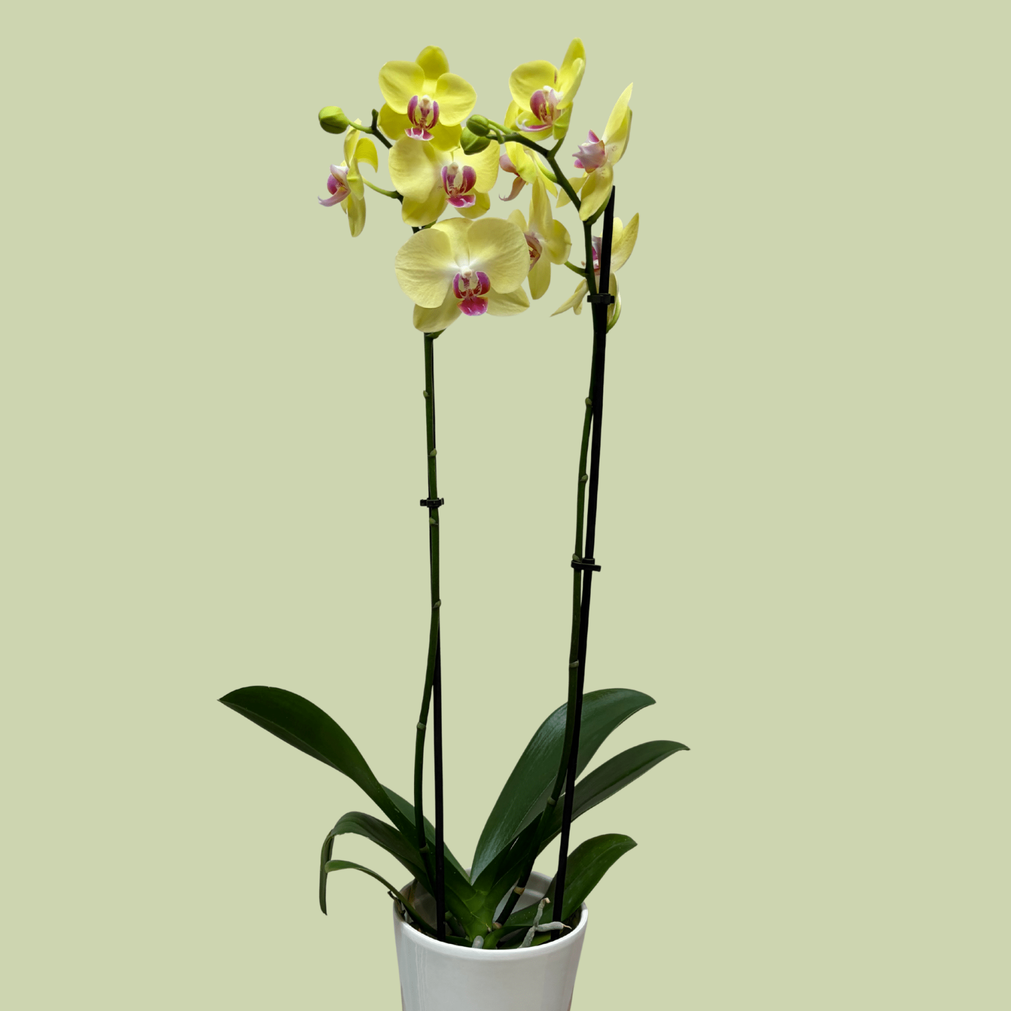 Phalaenopsis Orchid double Colour - The Flower Crate