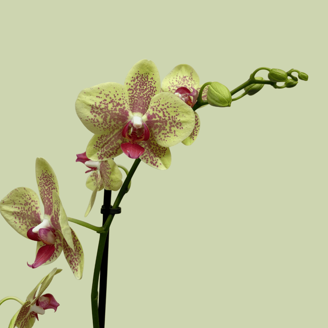 Phalaenopsis Orchid double Colour - The Flower Crate