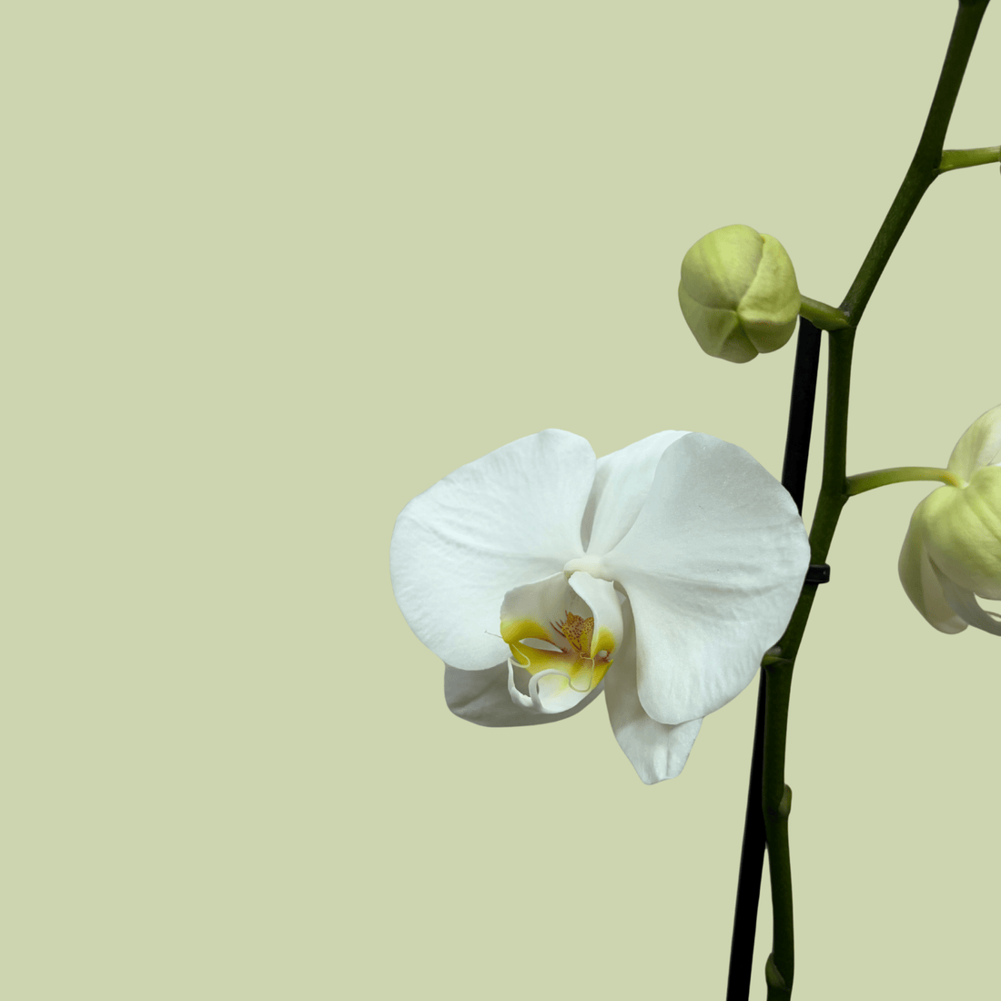 Phalaenopsis Orchid Double White - The Flower Crate