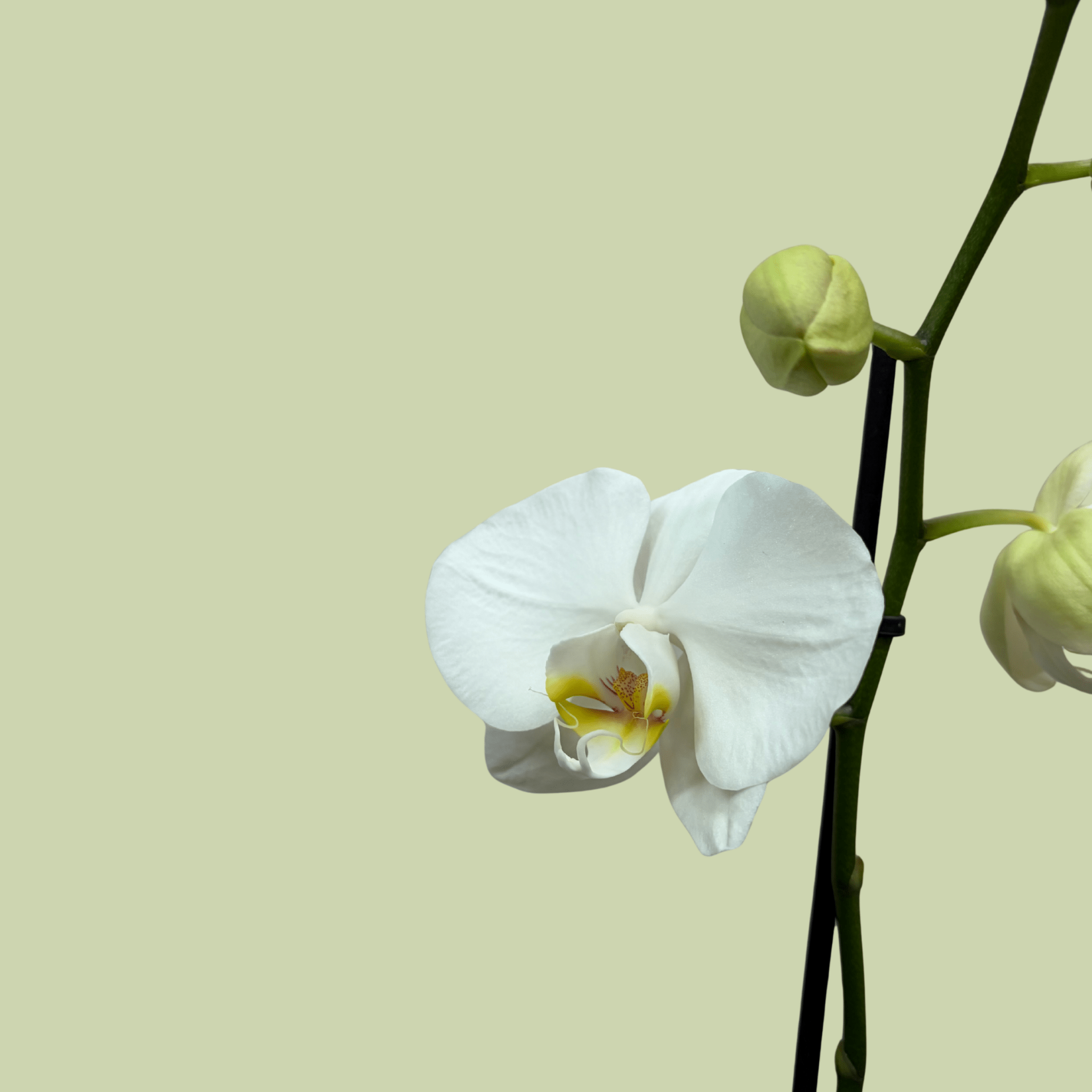 Phalaenopsis Orchid Double White - The Flower Crate