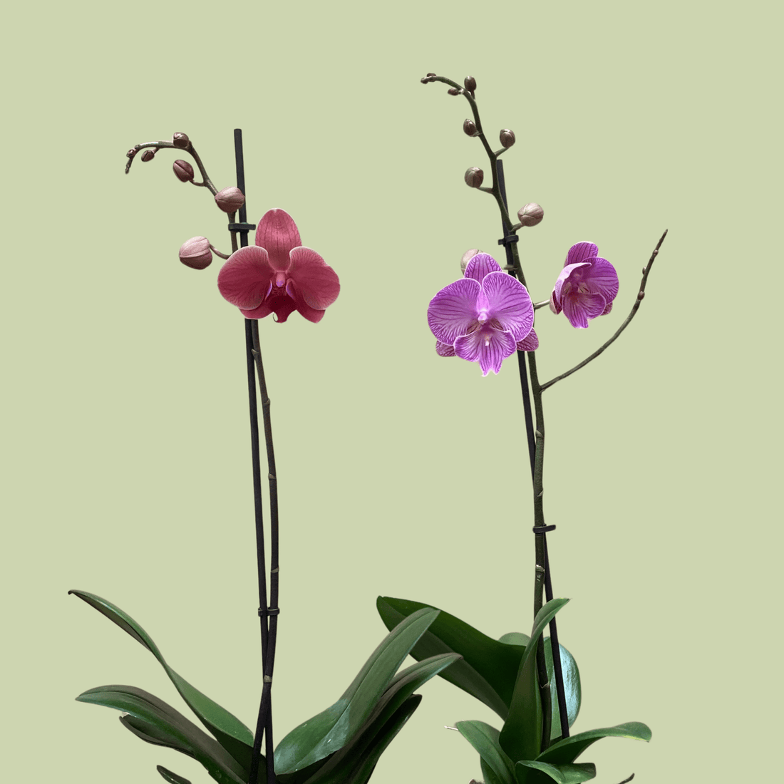 Phalaenopsis Orchid Single - The Flower Crate