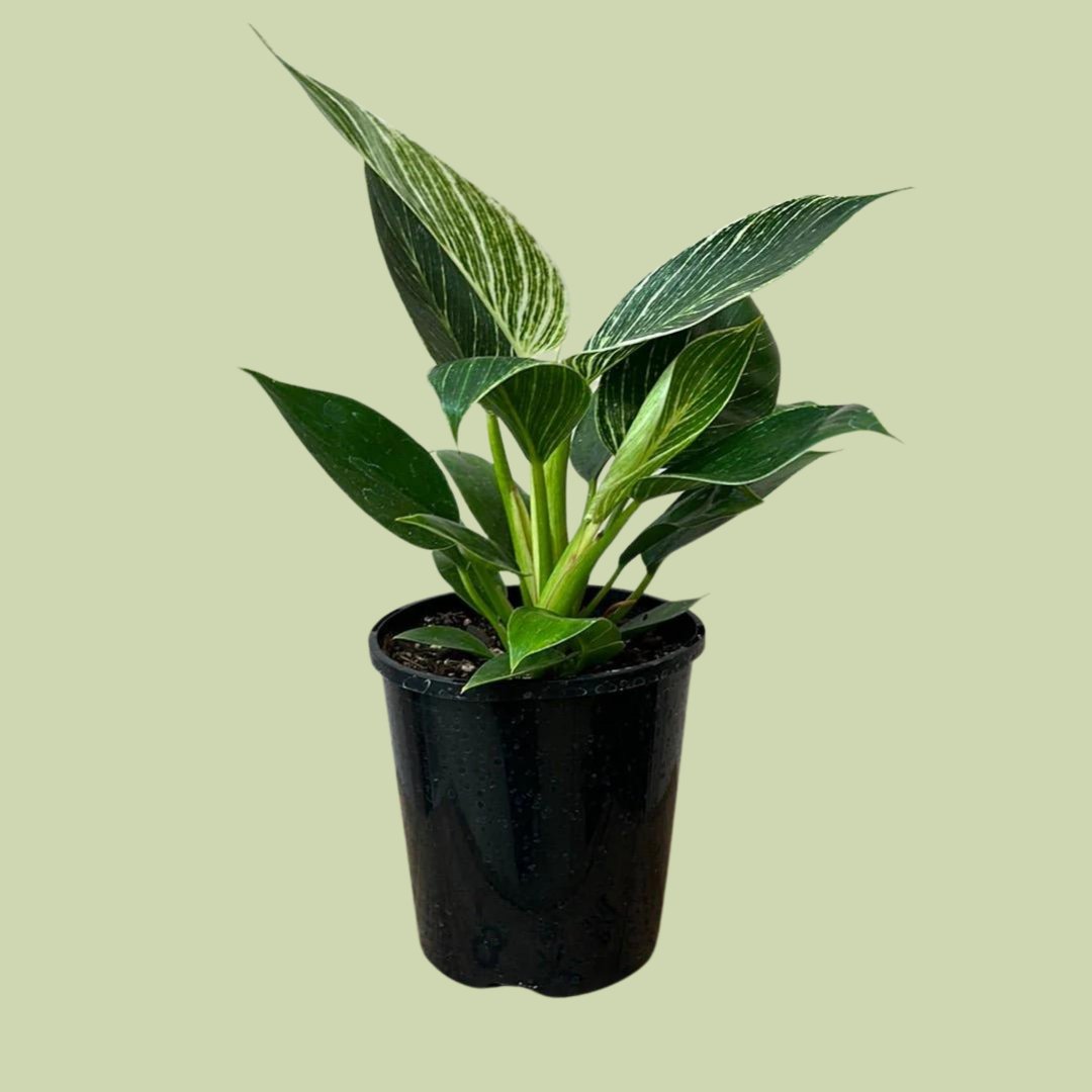 philodendron birkin nz Philodendron Birkin