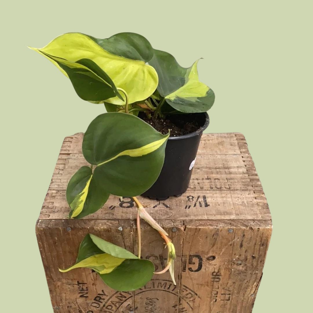 Philodendron Brasil - The Flower Crate