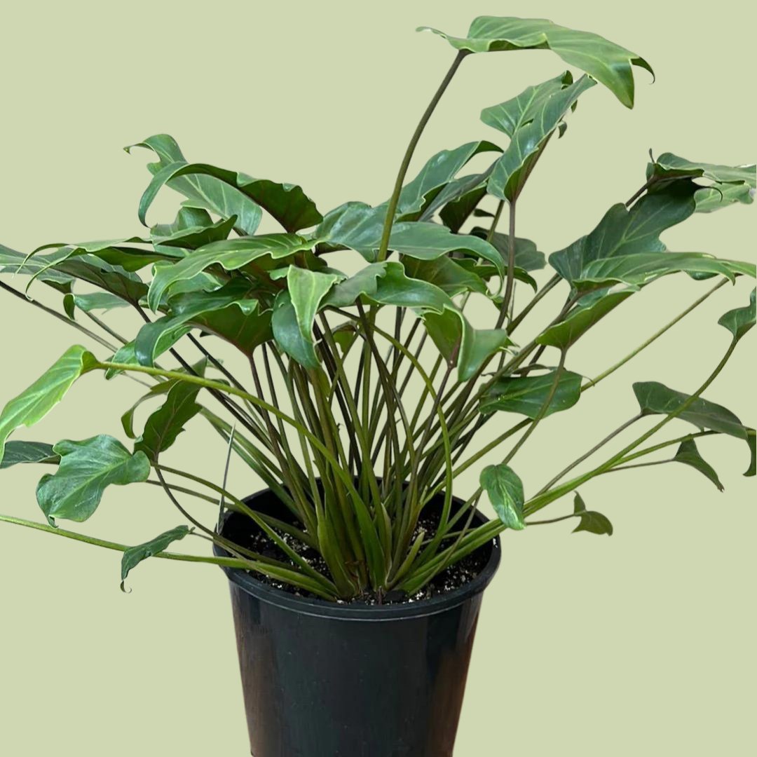 buy philodendron xanadu nz Philodendron Xanadu
