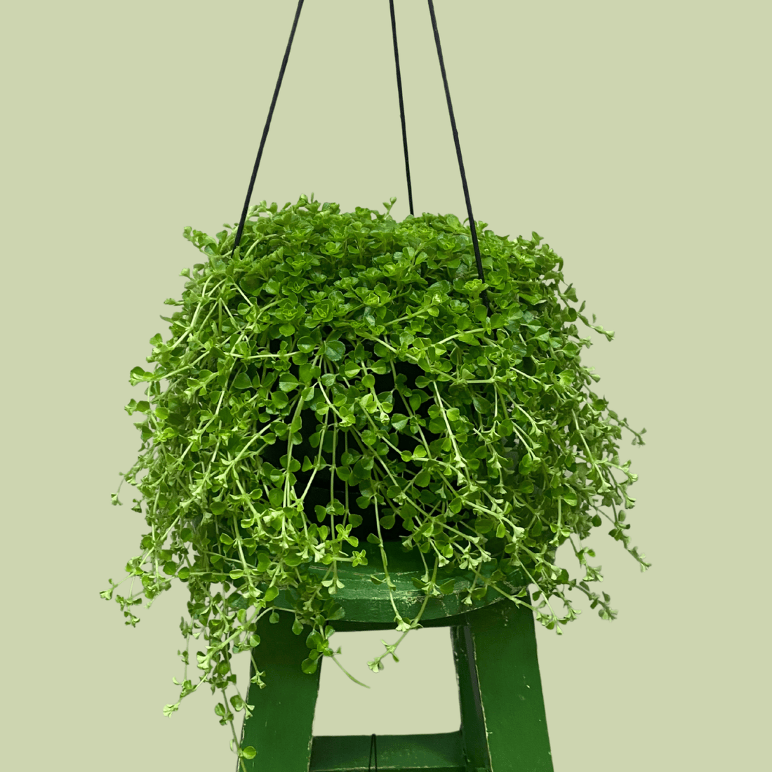 Pilea Depressa - The Flower Crate