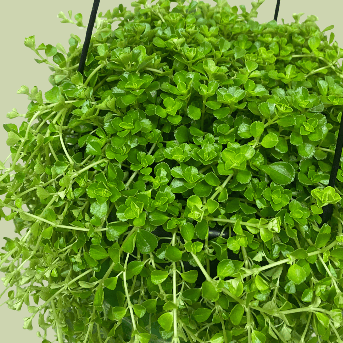 Pilea Depressa - The Flower Crate